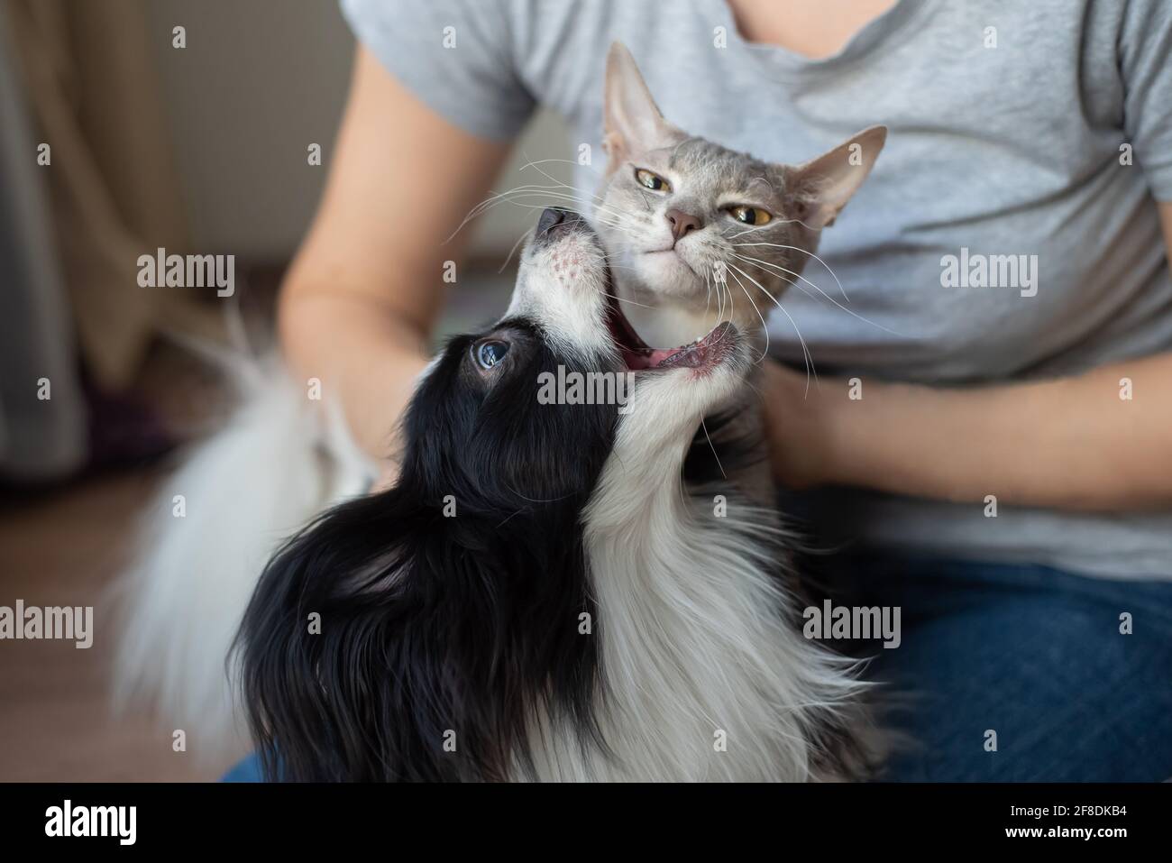 Dog And Cat Fighting Banque D Image Et Photos Alamy