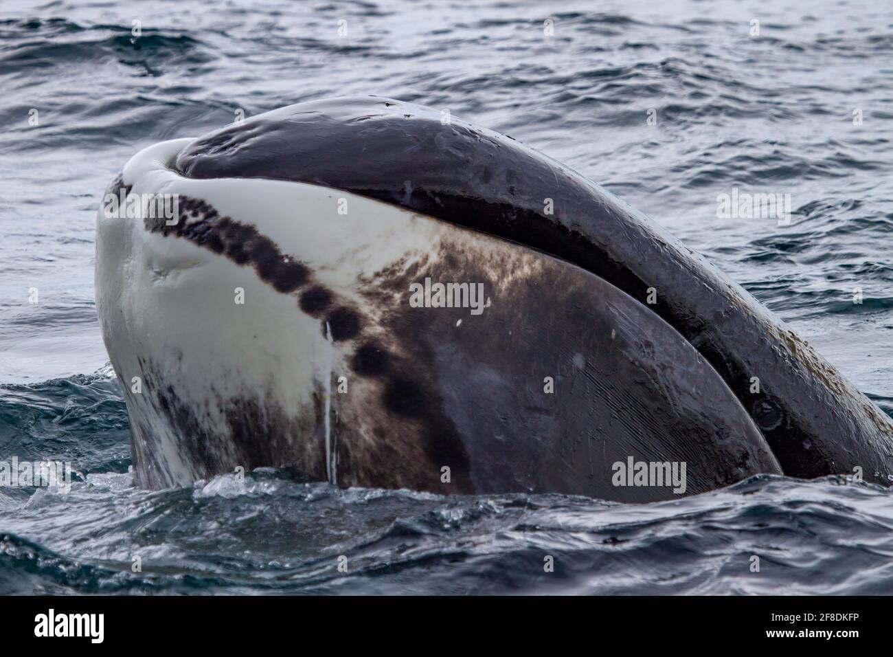 Baleine boréale première documentation photographique sur le comportement rocheuse-nez dans le Arctique canadien Banque D'Images