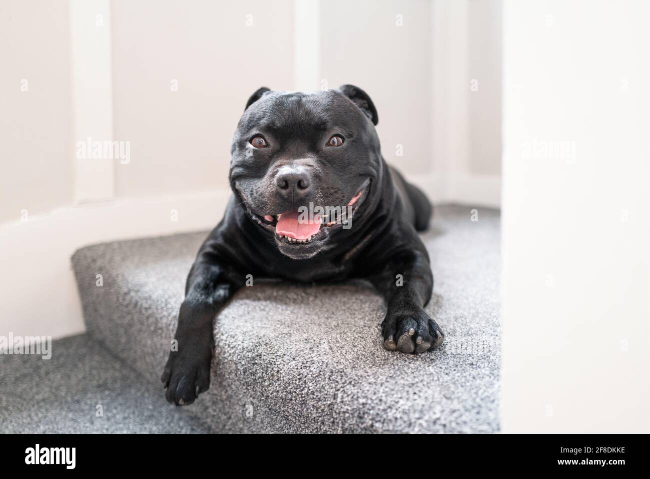 Staffordshire Bull Terrier chien couché sur des escaliers de moquette. Il regarde la caméra. Il est heureux et souriant. Banque D'Images