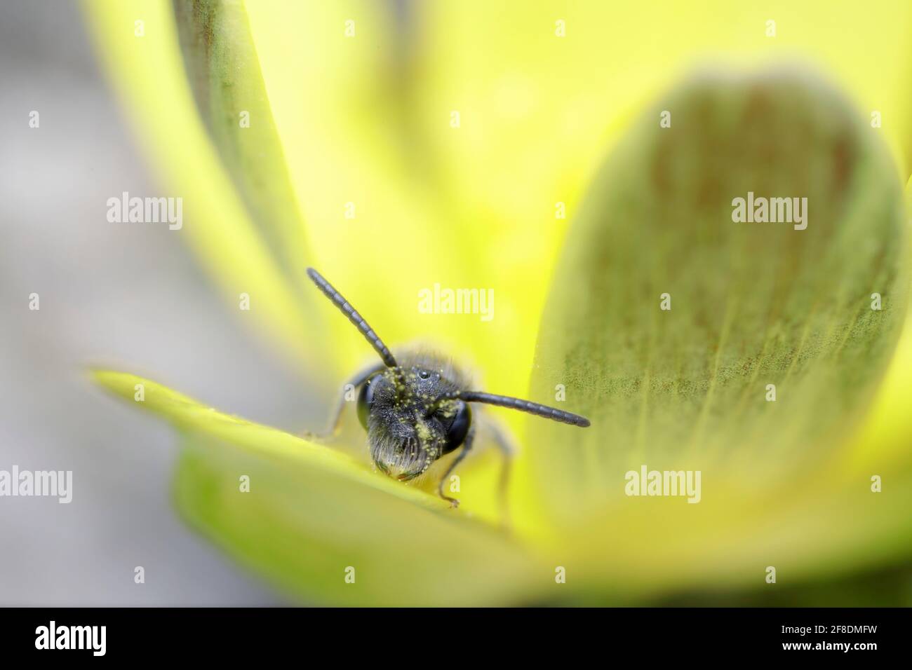 L'abeille minière Andrena sp. Est assise à Ficaria Banque D'Images