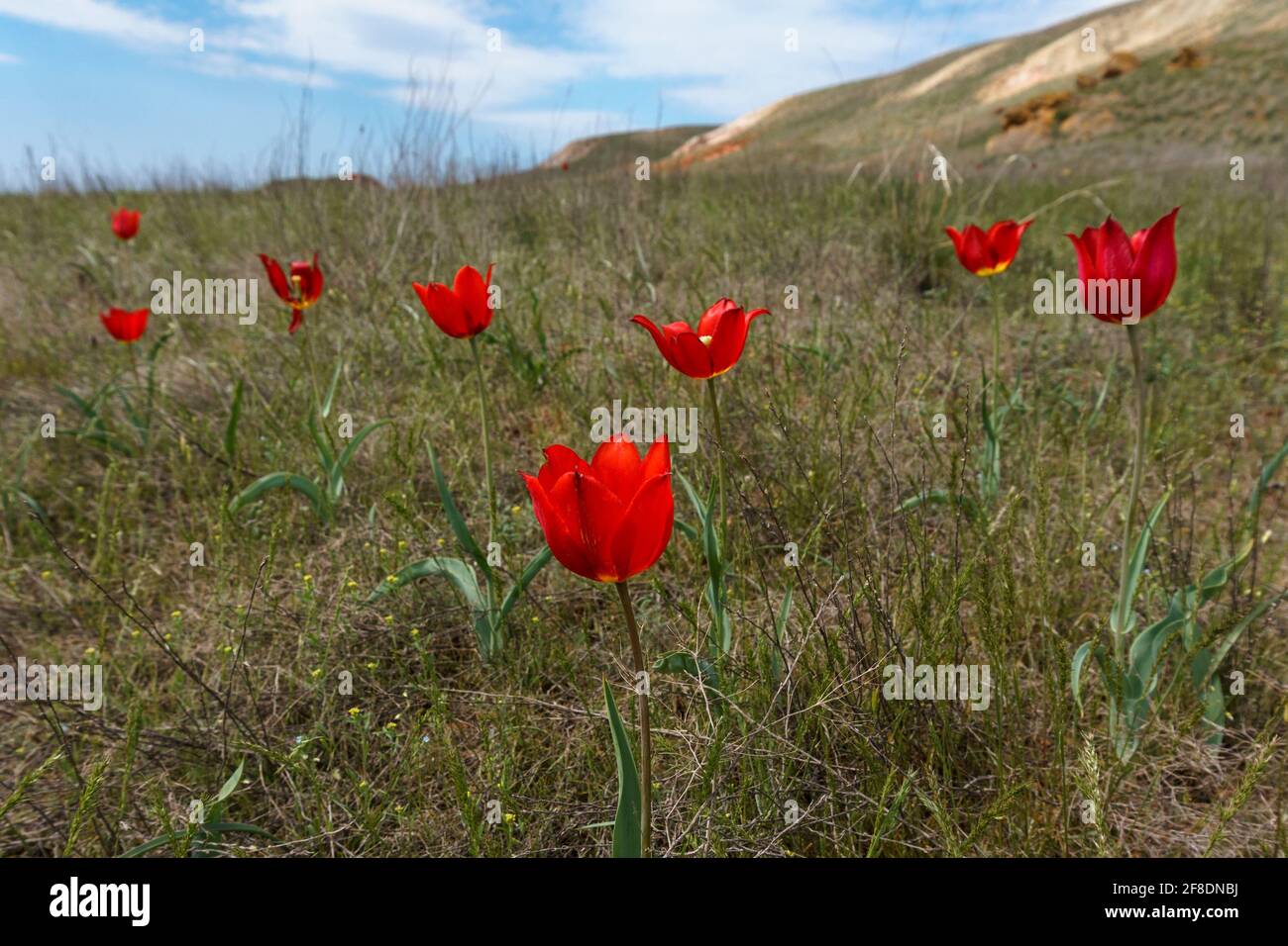 Tulipes en pleine fleur dans la nature. Steppe. Banque D'Images