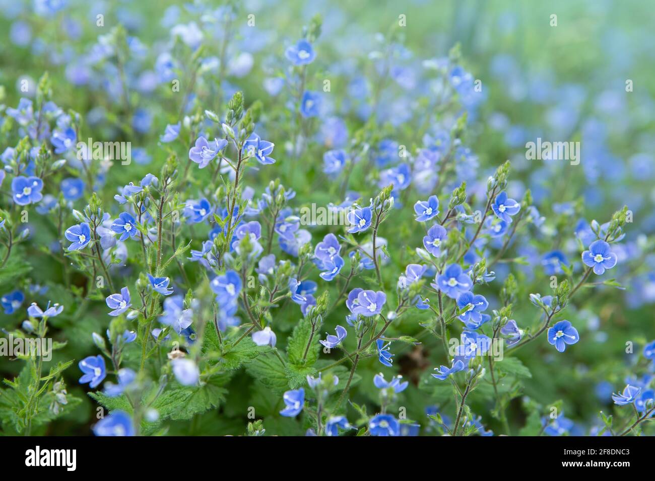 Forêt sauvage de petites fleurs bleues sur la prairie. Fleurs de Veronica  (Germander, Speedwell Photo Stock - Alamy