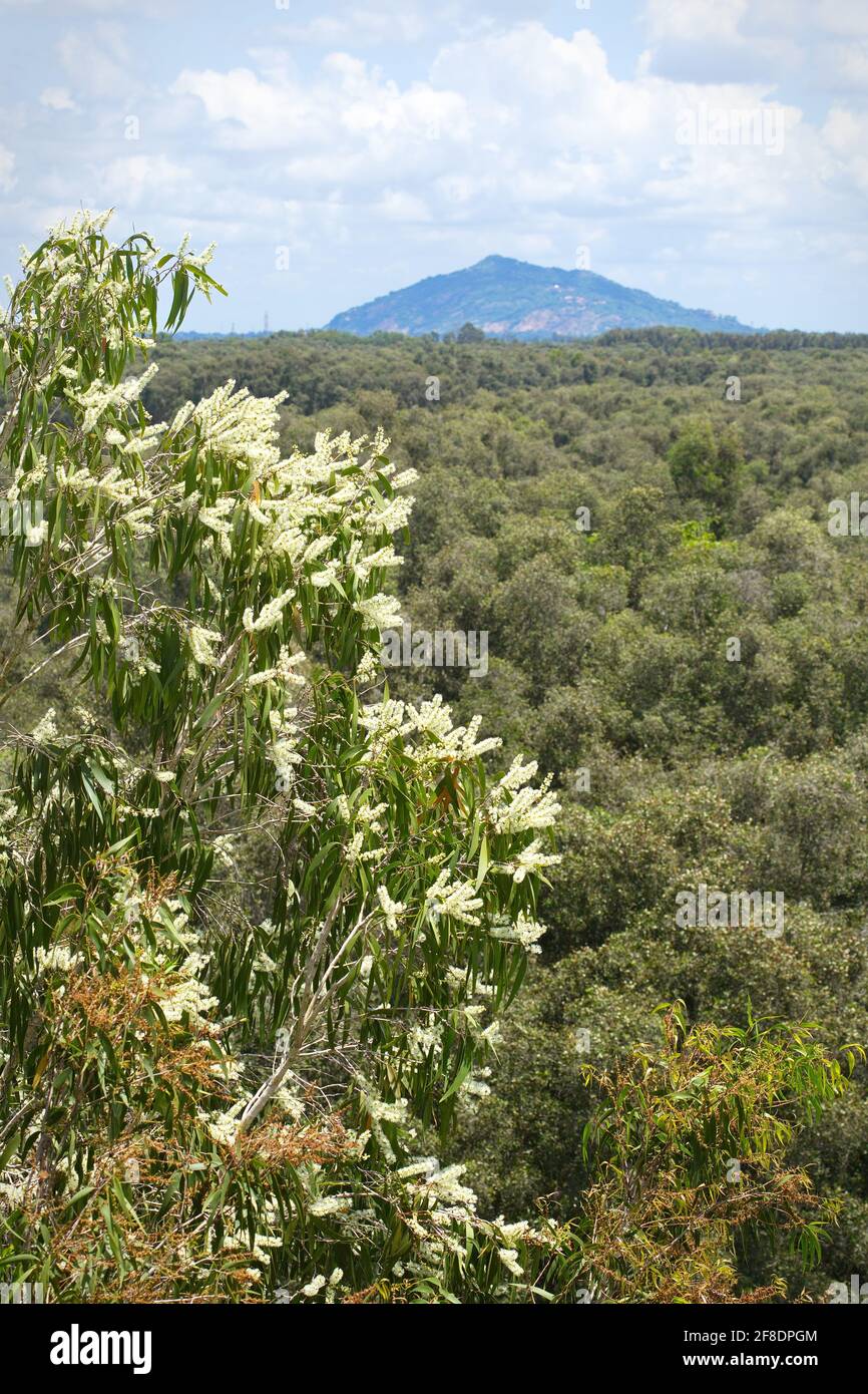 Cajeput (Melaleuca cajuputi ) fleur en fleurs à la lumière du jour Banque D'Images