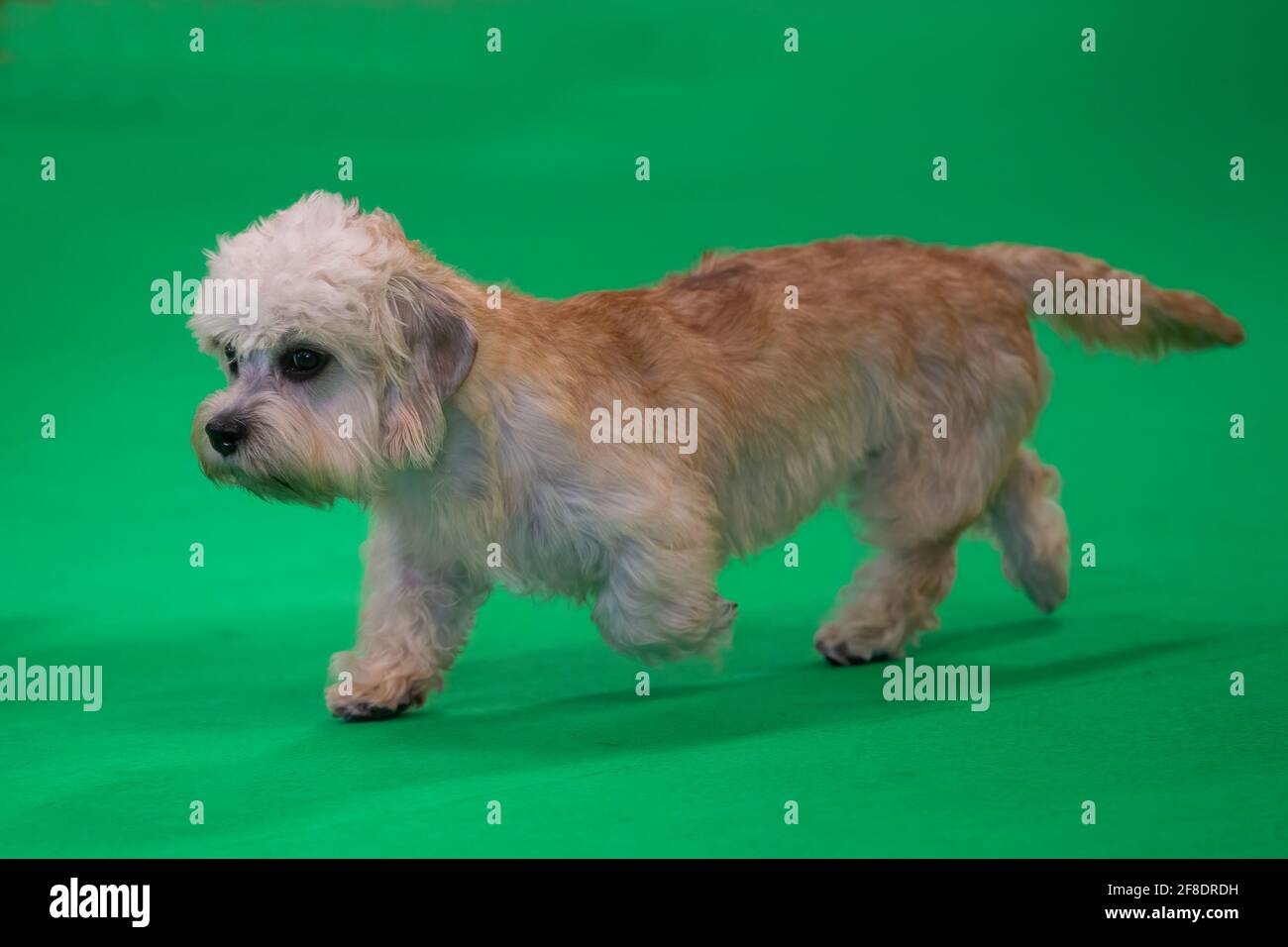 Dandie Dinmont Terrier lors d'un spectacle canin Banque D'Images