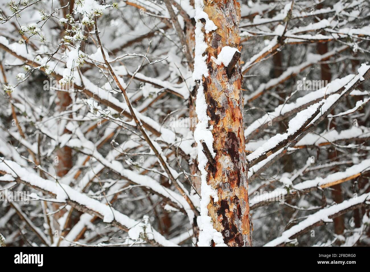 Neige sur les branches de pin Banque D'Images