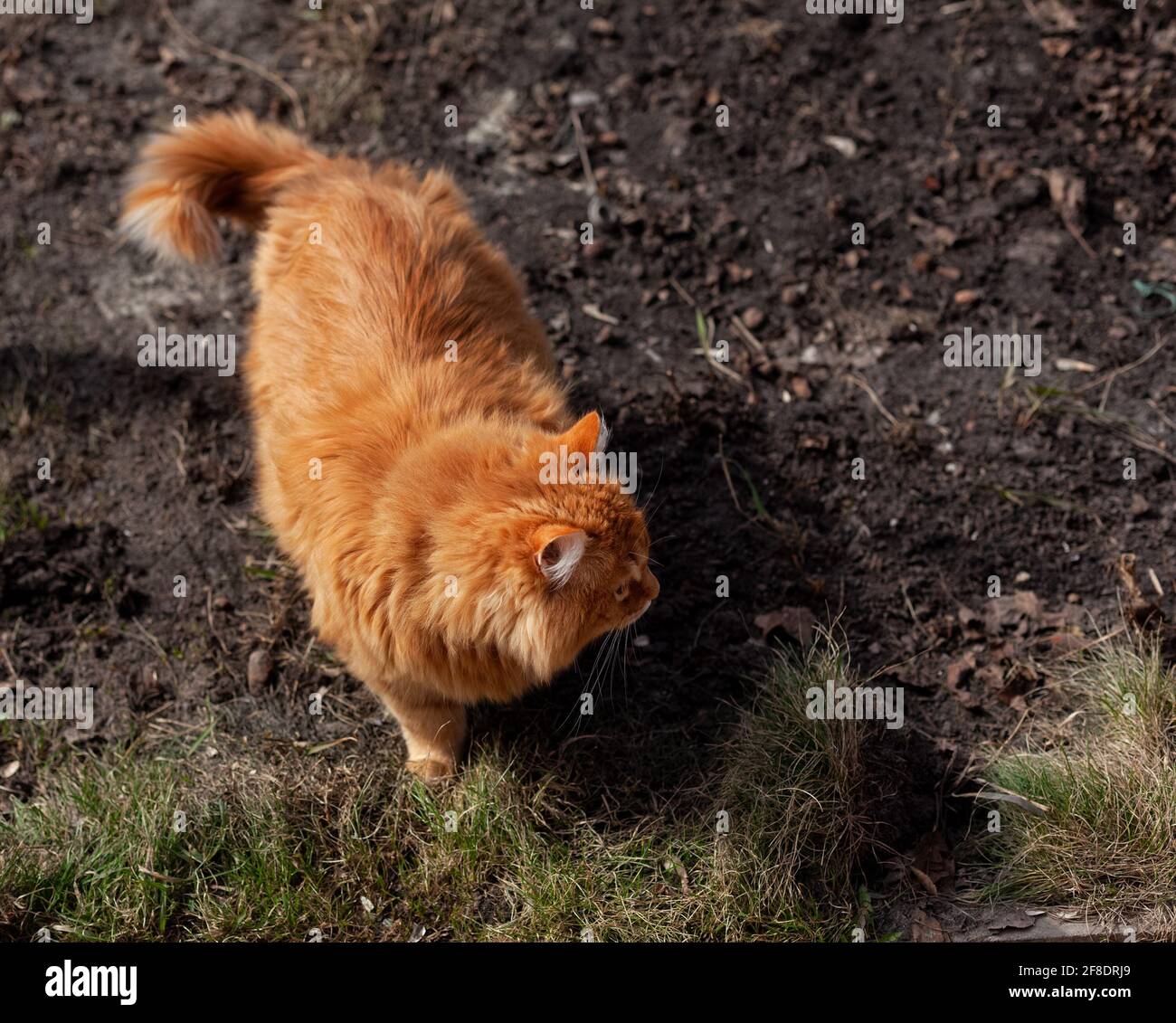 Un chat de gingembre errant debout dehors sur la terre et regardant autour. Gros plan Banque D'Images