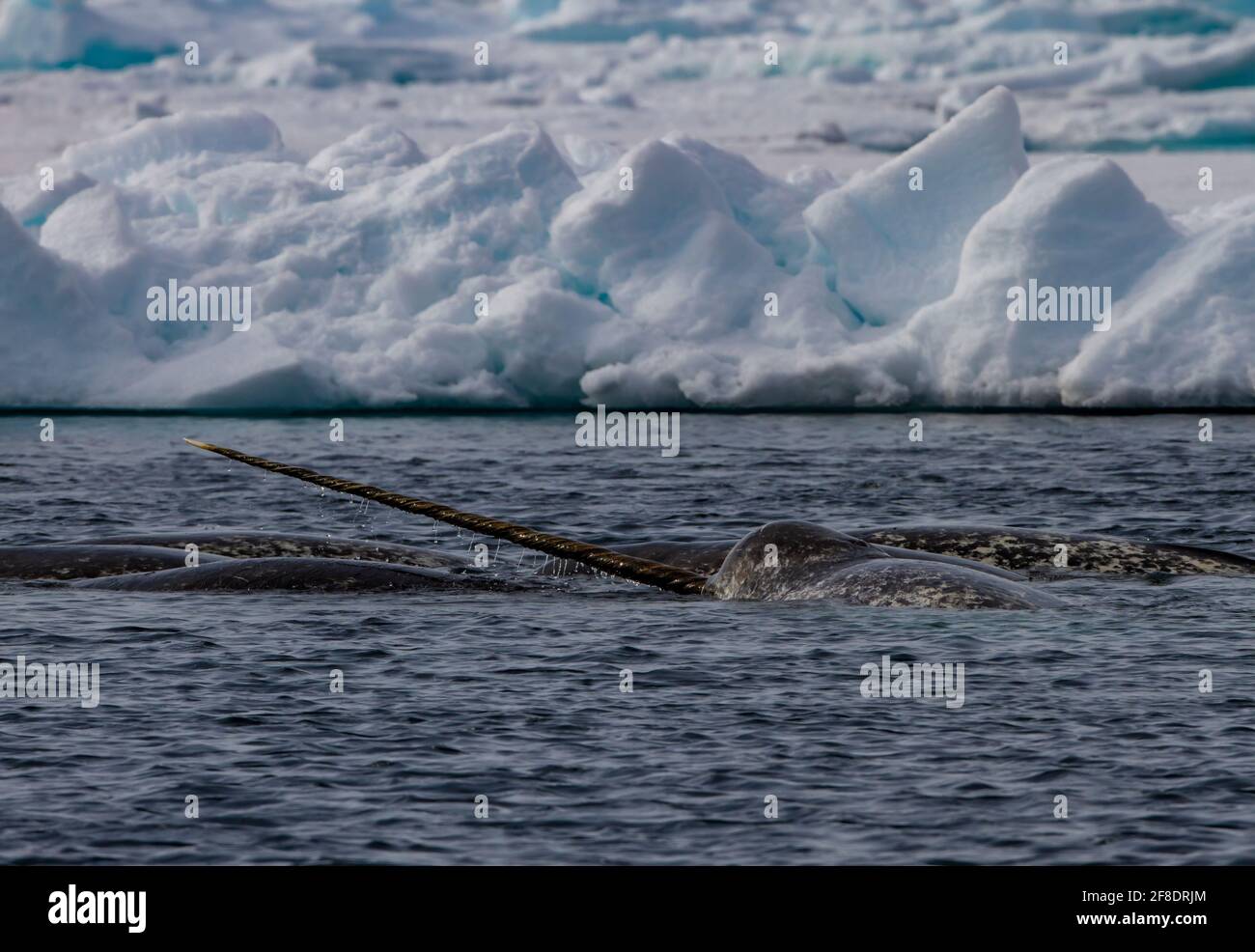 Narval (Monodon monoceros) au large de la banquise de l'arctique canadien, à Admiralty Inlet, île de Baffin, Nunavut, Canada. Todd Mintz Photographie Banque D'Images