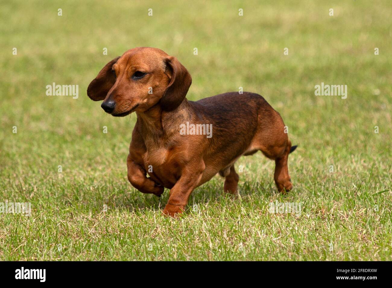 Mini-Dachshund aux cheveux lisses Banque D'Images