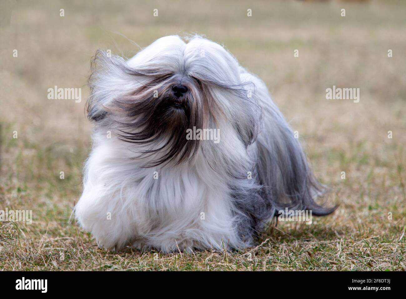 Lhassa Apso Banque D'Images
