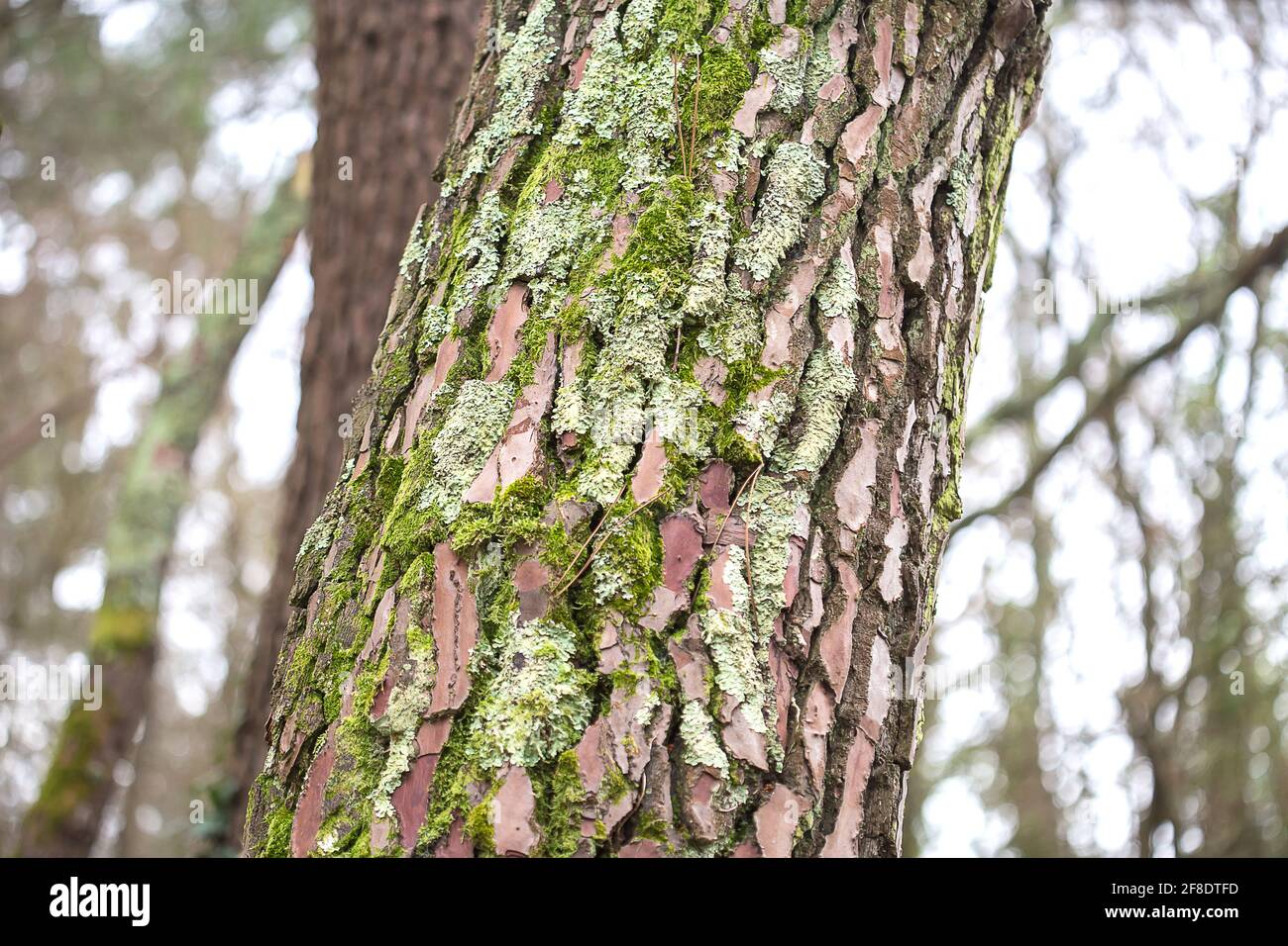 Mousse verte sur le tronc de l'arbre dans la forêt Banque D'Images