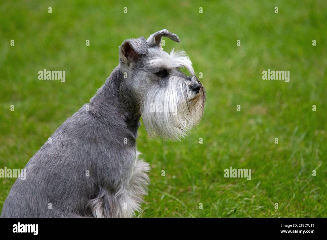 Mini Schnauzer Banque D'Images