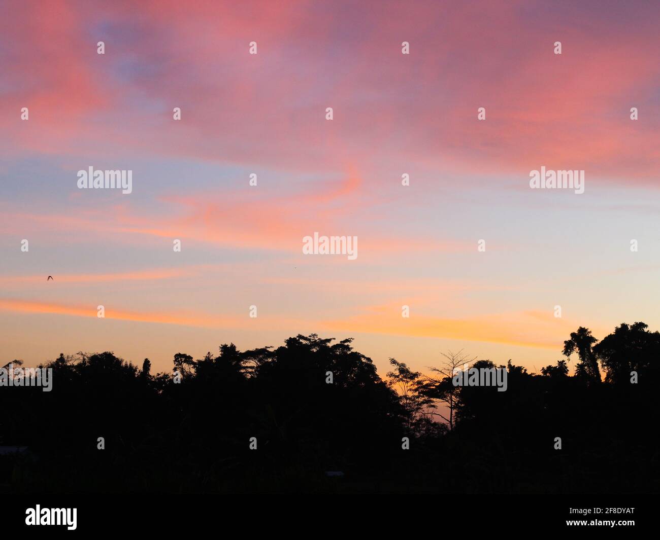 Coucher de soleil à Rice Field Yogyakarta, Indonésie Banque D'Images