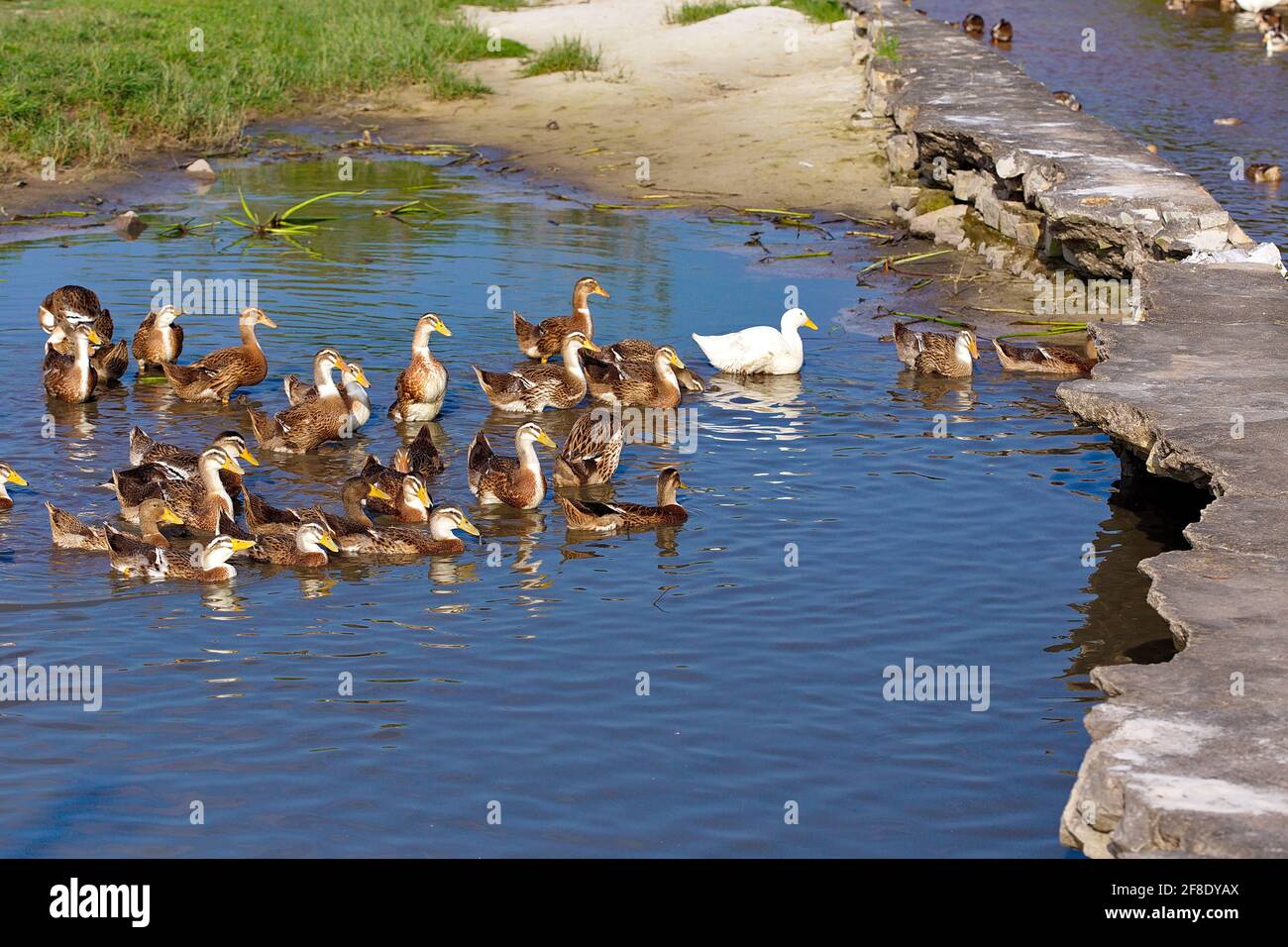 Troupeau de canards dans la ferme de campagne Banque D'Images