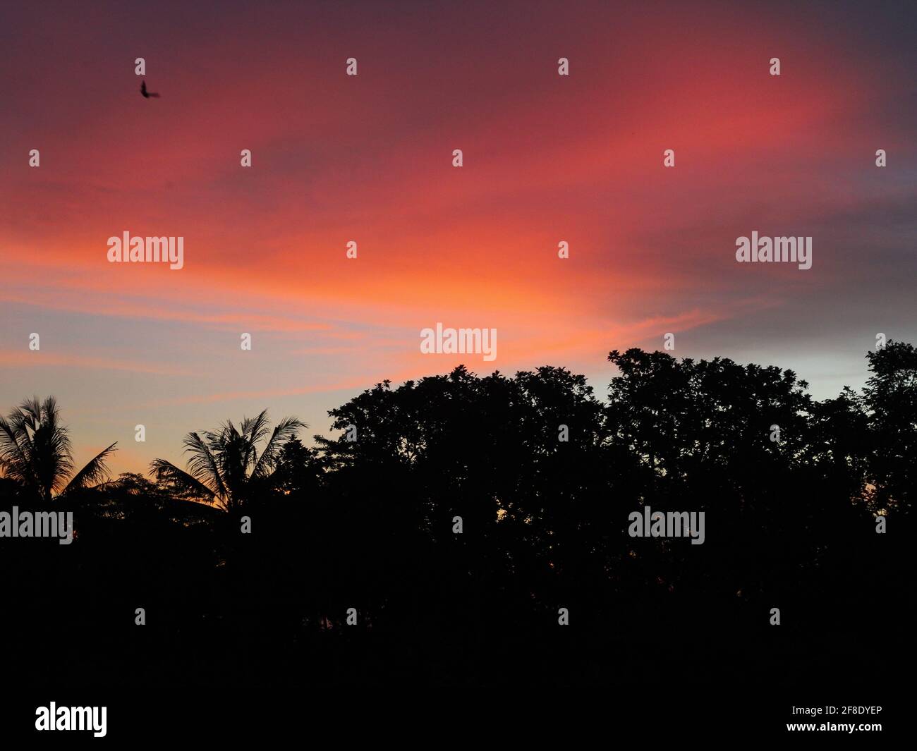 Coucher de soleil à Rice Field Yogyakarta, Indonésie Banque D'Images