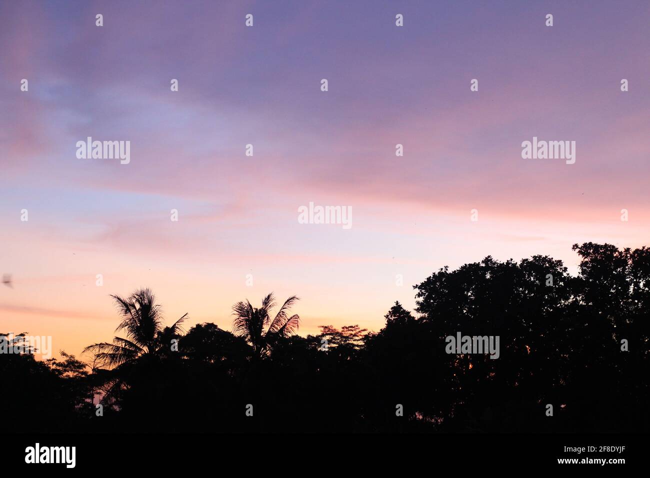 Coucher de soleil à Rice Field Yogyakarta, Indonésie Banque D'Images