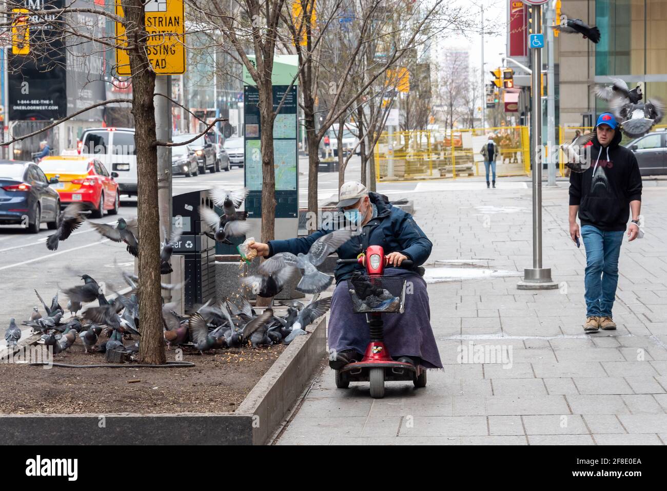 Homme âgé dans un scooter alimentant les pigeons à l'intersection des rues Yonge et Bloor dans le quartier du centre-ville de Toronto, Canada. C'est le Covid-19 Banque D'Images