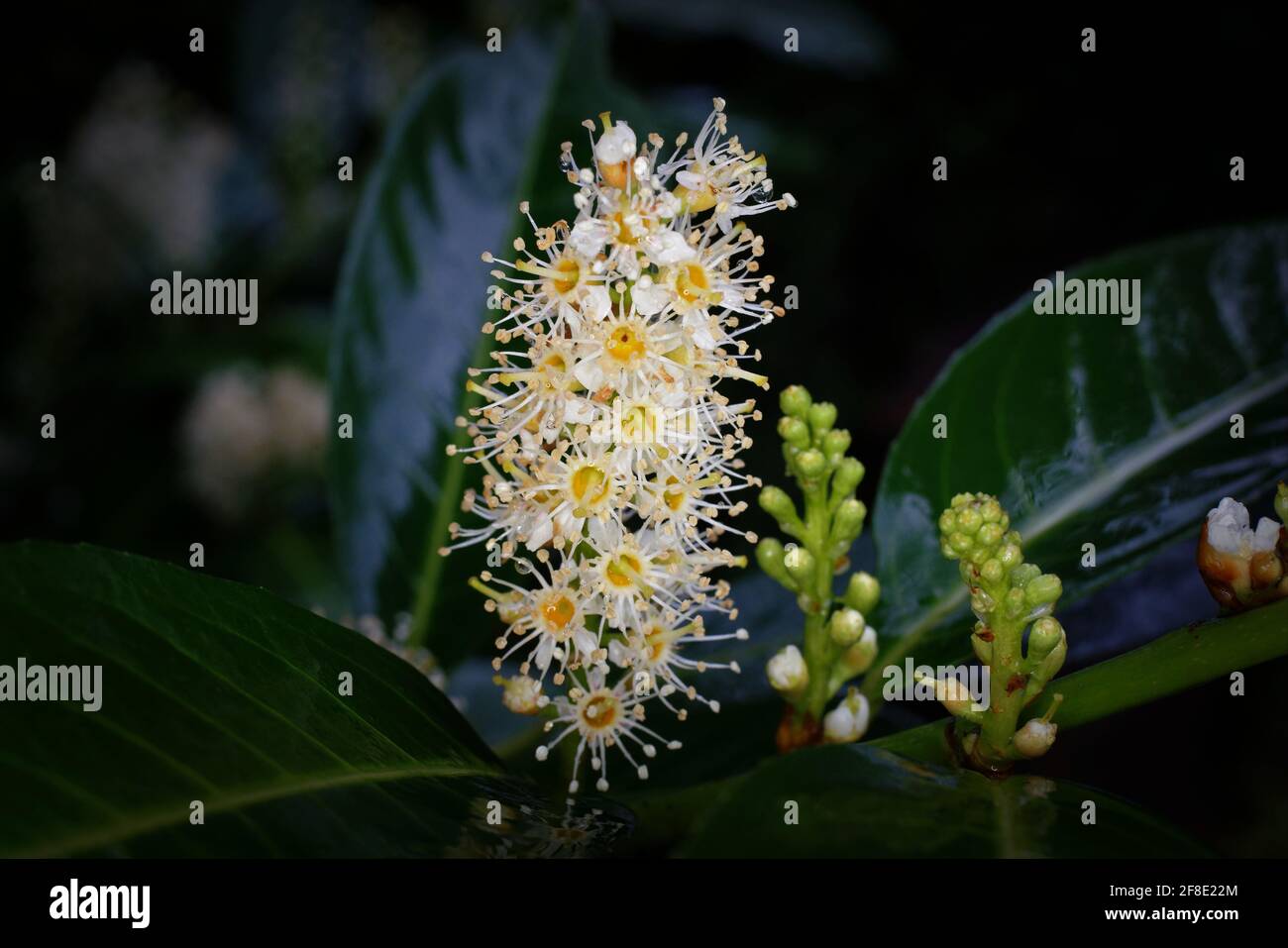 Prunus laurocerasus L. inflorescences de Laurier cerisier avec bourgeons et fleurs ouvertes Banque D'Images