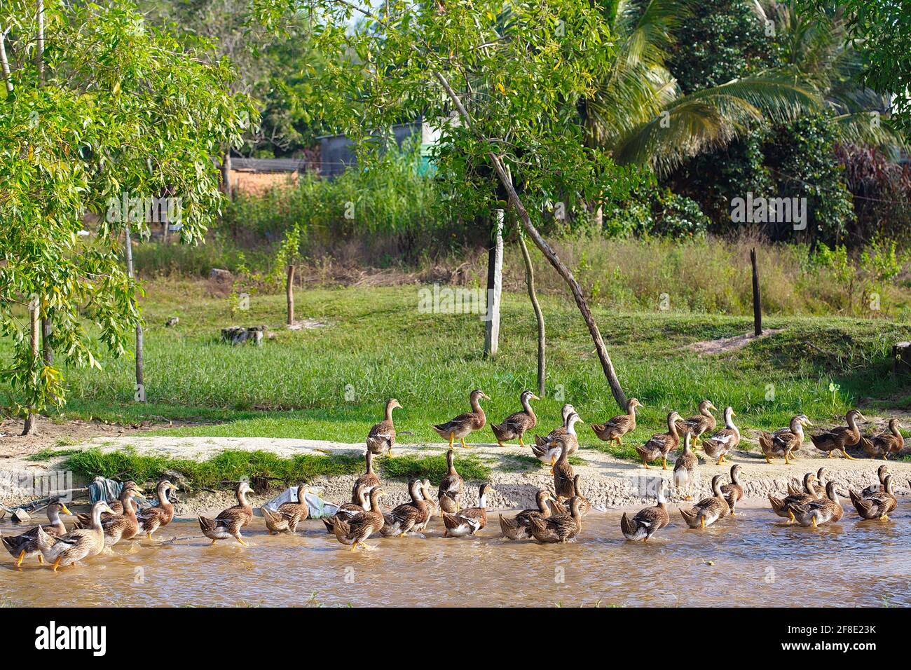 Troupeau de canards dans la ferme de campagne Banque D'Images