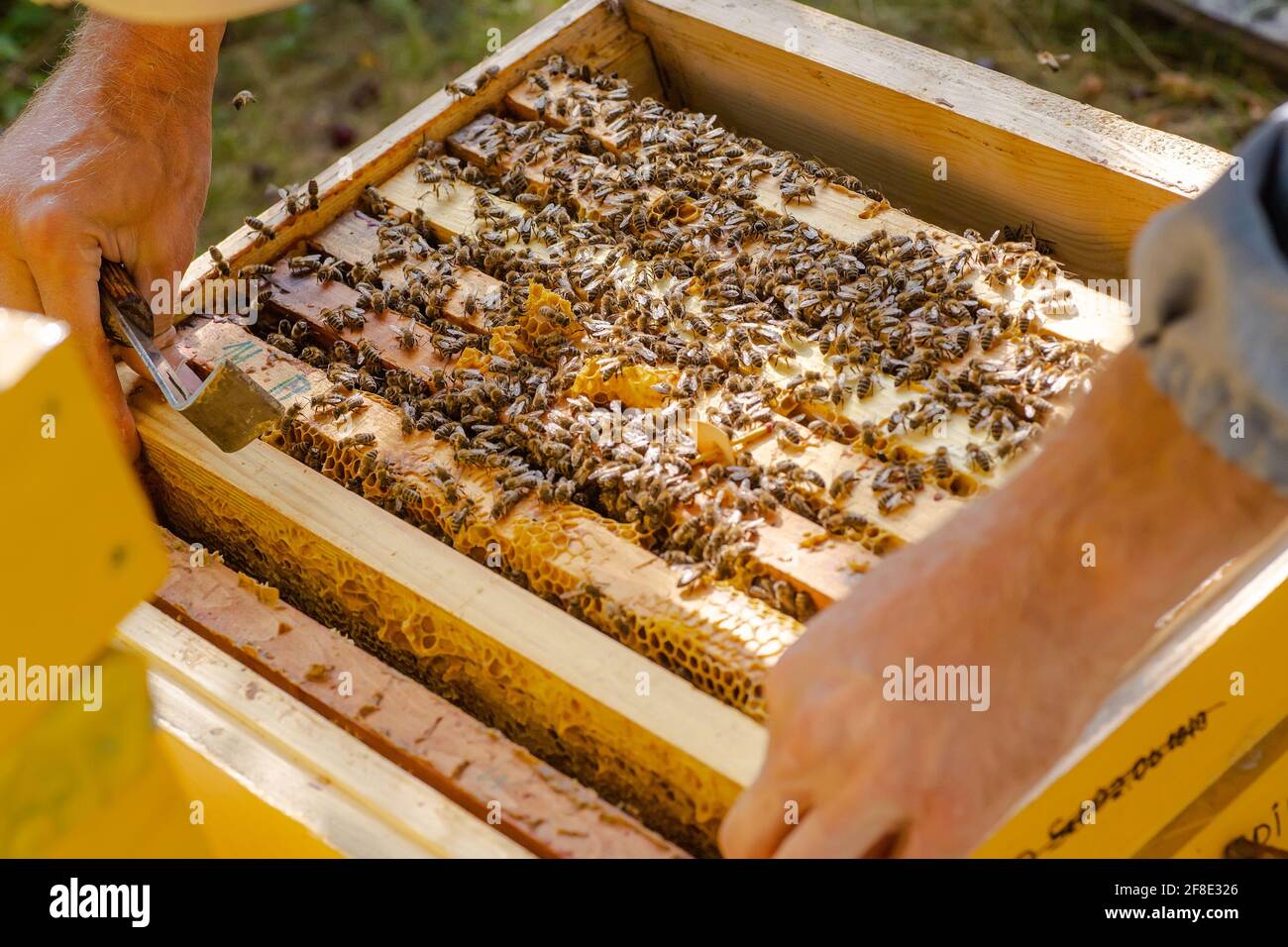 l'apiculteur pousse le cadre du burin. L'homme supervise la production de miel dans l'abeille. Cadres en bois visibles. Les cadres sont recouverts d'essaim d'abeilles Banque D'Images