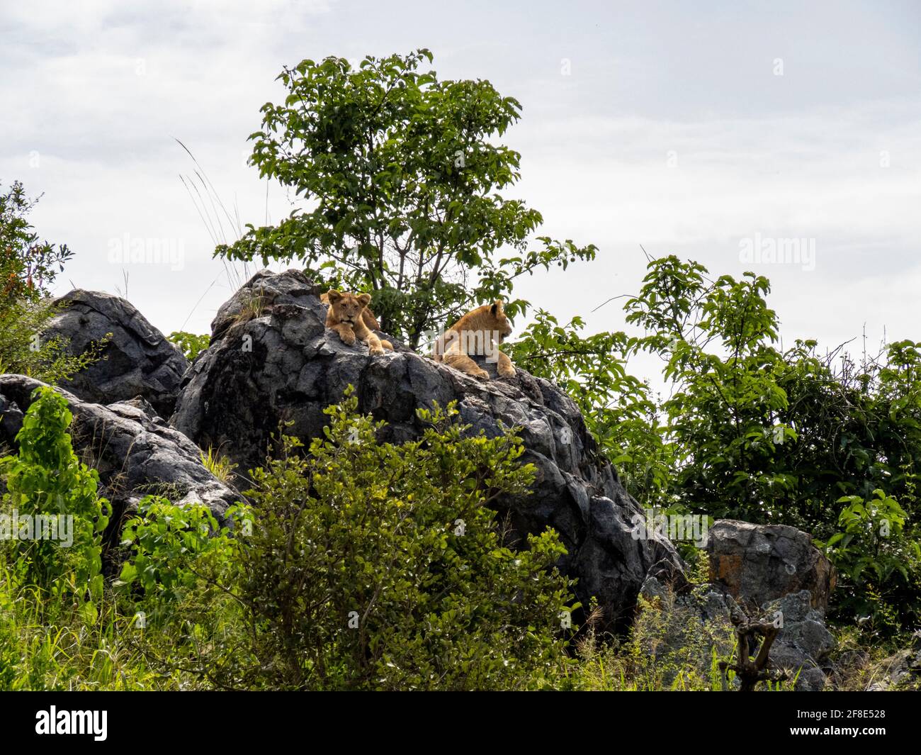 Parc national de Serengeti, Tanzanie, Afrique - 29 février 2020 : le lion s'acserre sur le rocher en profitant du soleil Banque D'Images