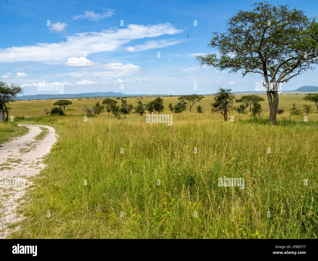 Parc national du Serengeti, Tanzanie, Afrique - 29 février 2020 : arbre dans les prairies du Serengeti Banque D'Images
