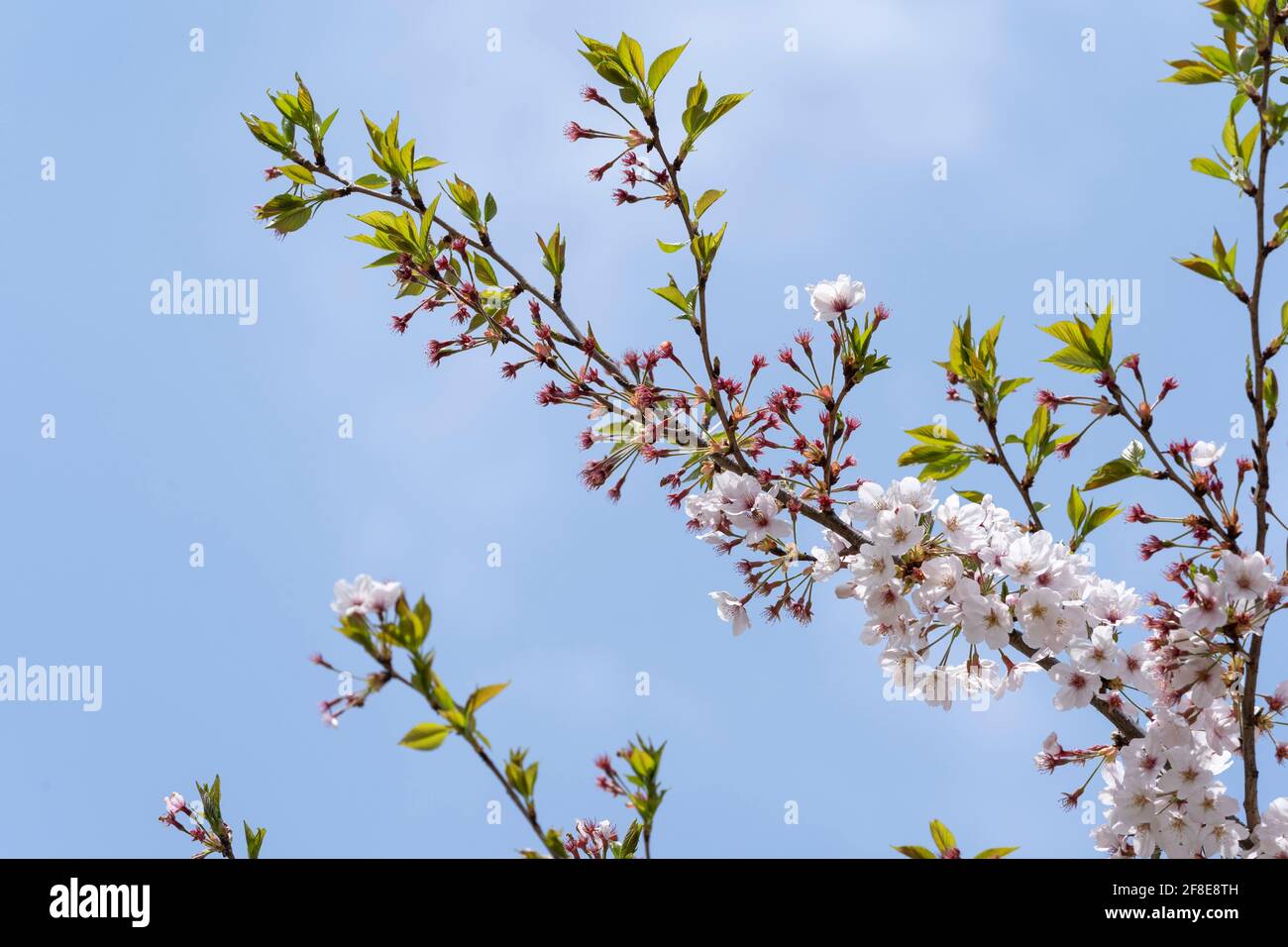 Cerisier en avril, ville d'Isehara, préfecture de Kanagawa, Japon. Juste après la pleine floraison. Banque D'Images