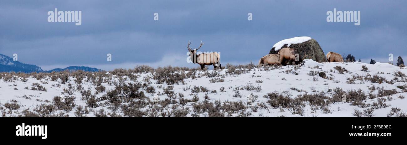 WY04646-00...WYOMING - wapitis de taureau dans le parc national de Yellowstone. Banque D'Images