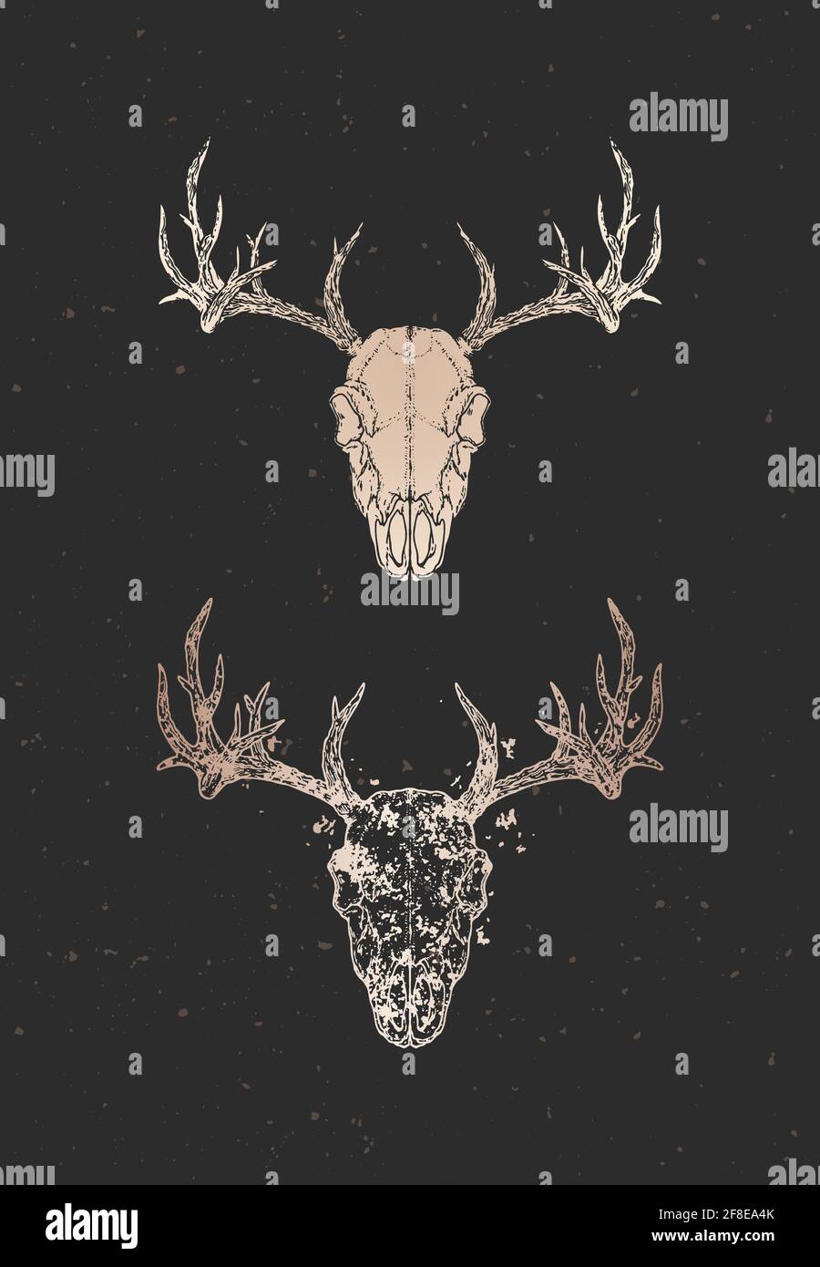 Illustration vectorielle avec deux variantes du crâne de cerf dessiné à la main sur fond noir. Silhouettes dorées et contour avec texture grunge. Pour votre conception, Illustration de Vecteur