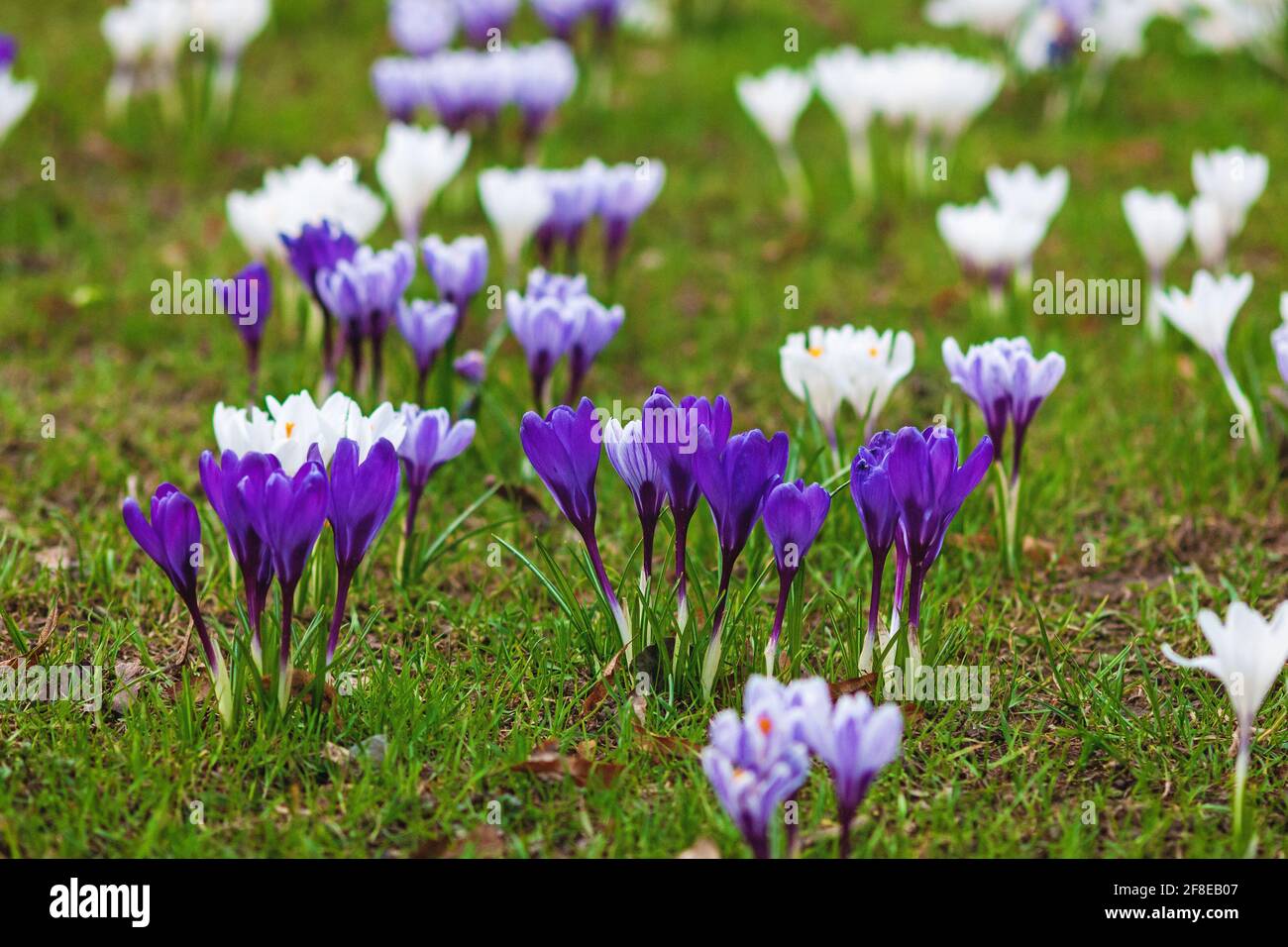 Le crocus violet fleurit sur une pelouse verte au début du printemps Banque D'Images