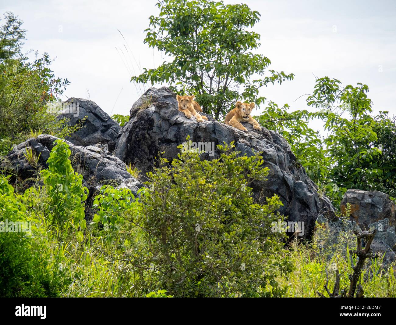 Parc national de Serengeti, Tanzanie, Afrique - 29 février 2020 : le lion s'acserre sur le rocher en profitant du soleil Banque D'Images