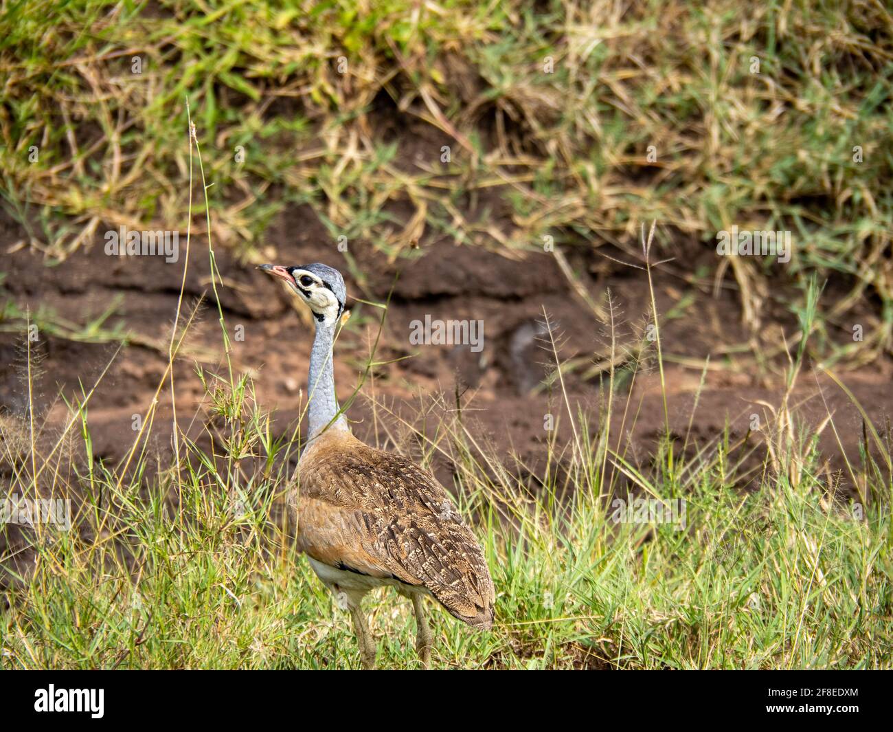 Parc national de Serengeti, Tanzanie, Afrique - 29 février 2020 : Kori Bustards, oiseau le plus lourd parmi les herbes du parc national de Serengeti Banque D'Images