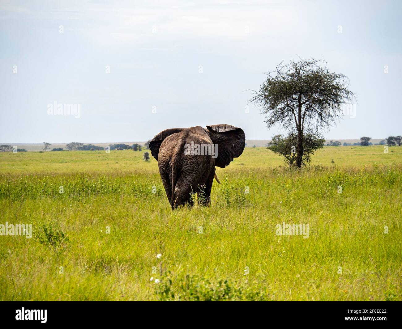 Parc national de Serengeti, Tanzanie, Afrique - 29 février 2020 : arrière d'un éléphant en marche, parc national de Serengeti Banque D'Images