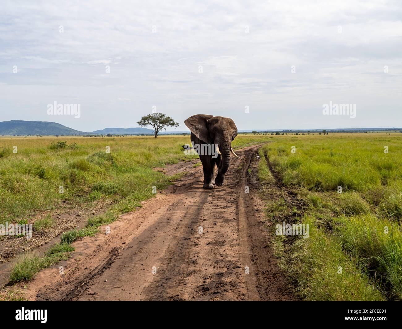 Parc national de Serengeti, Tanzanie, Afrique - 29 février 2020 : l'éléphant d'Afrique marche sur le sentier de terre du parc national de Serengeti Banque D'Images