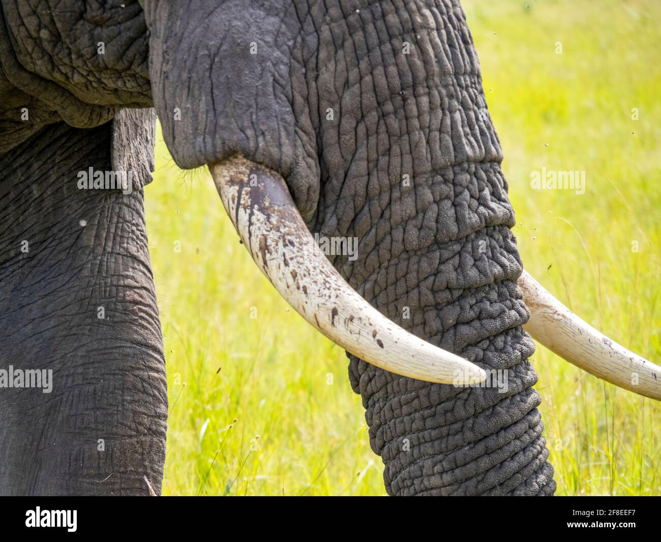 Parc national du Serengeti, Tanzanie, Afrique - 29 février 2020 : gros plan du tronc et des défenses d'éléphant d'afrique Banque D'Images