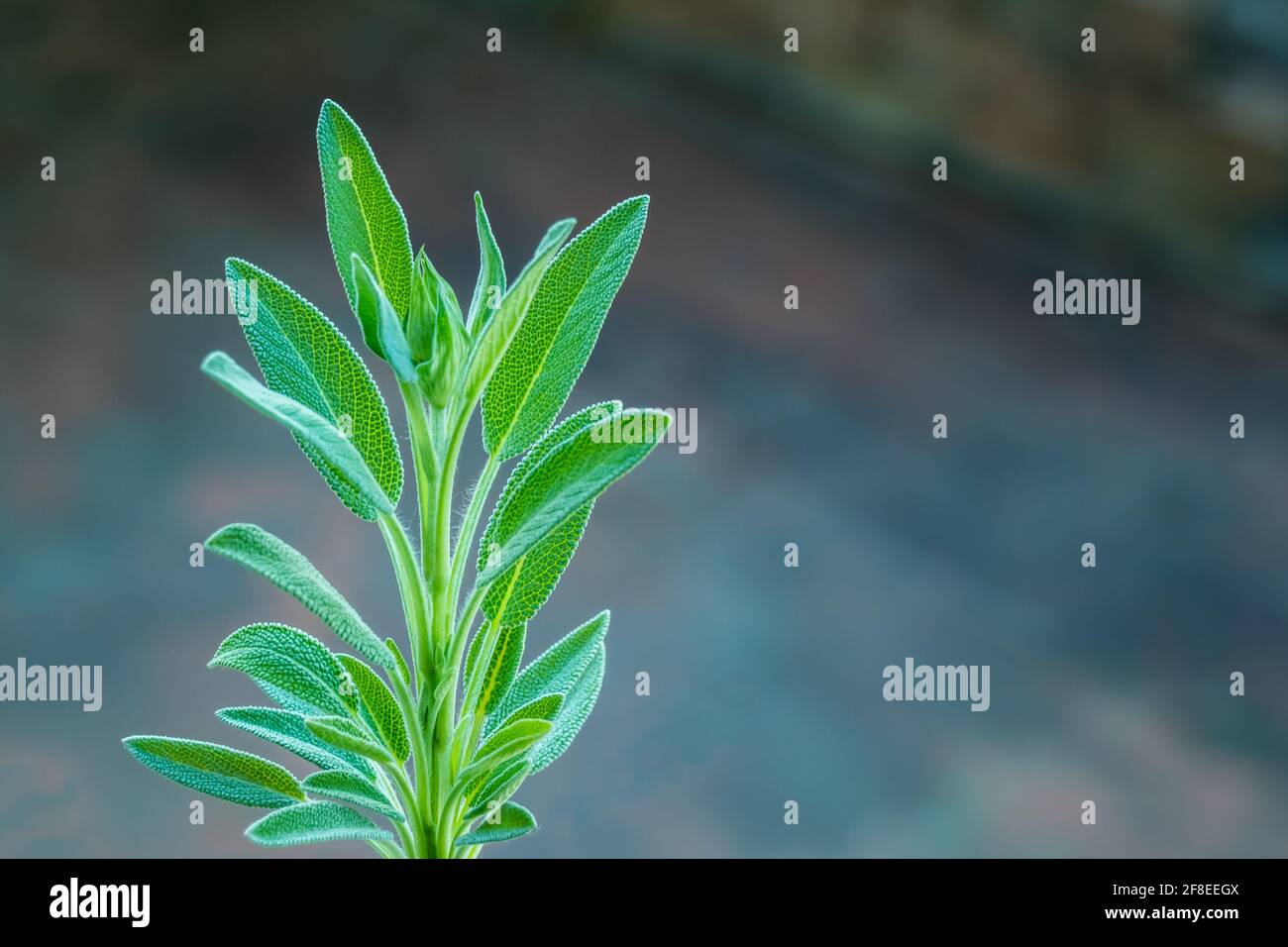 plante de sauge vue rapprochée avec lumière du soleil sur sombre défoqué arrière-plan Banque D'Images