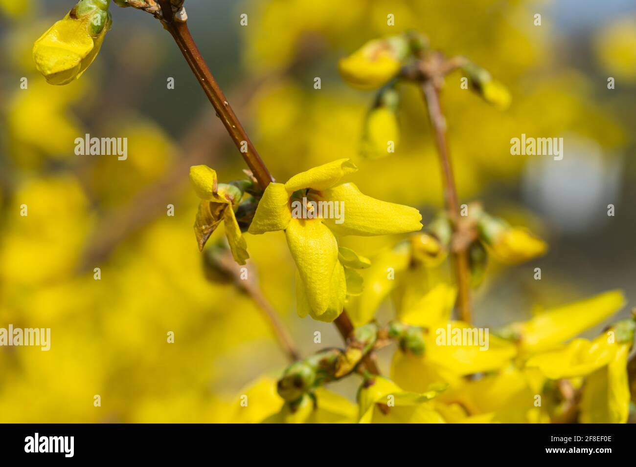 Forsythia fleurs à Bloom à Springtime Banque D'Images