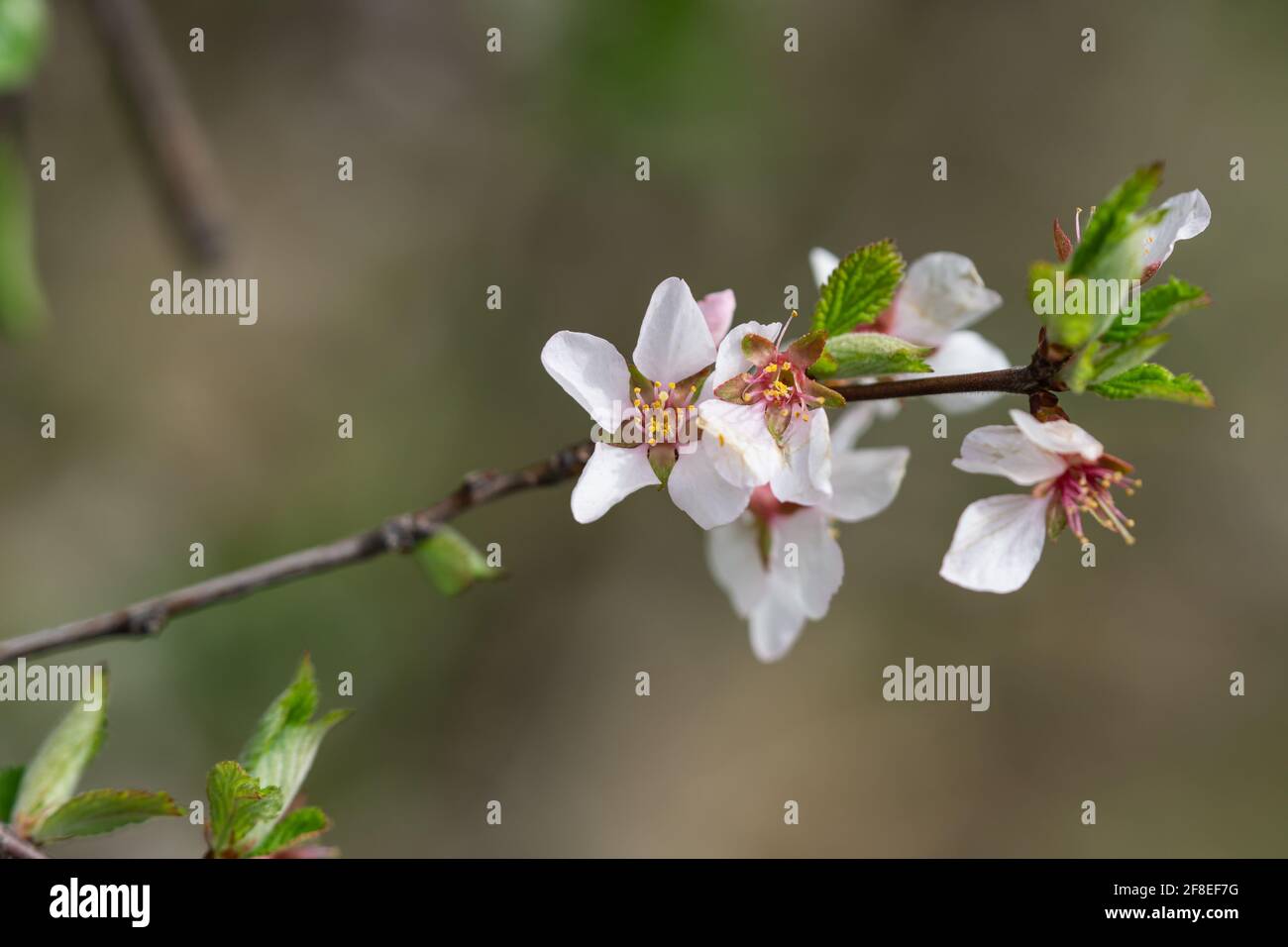 Fleurs de cerisier de Nanking au printemps Banque D'Images