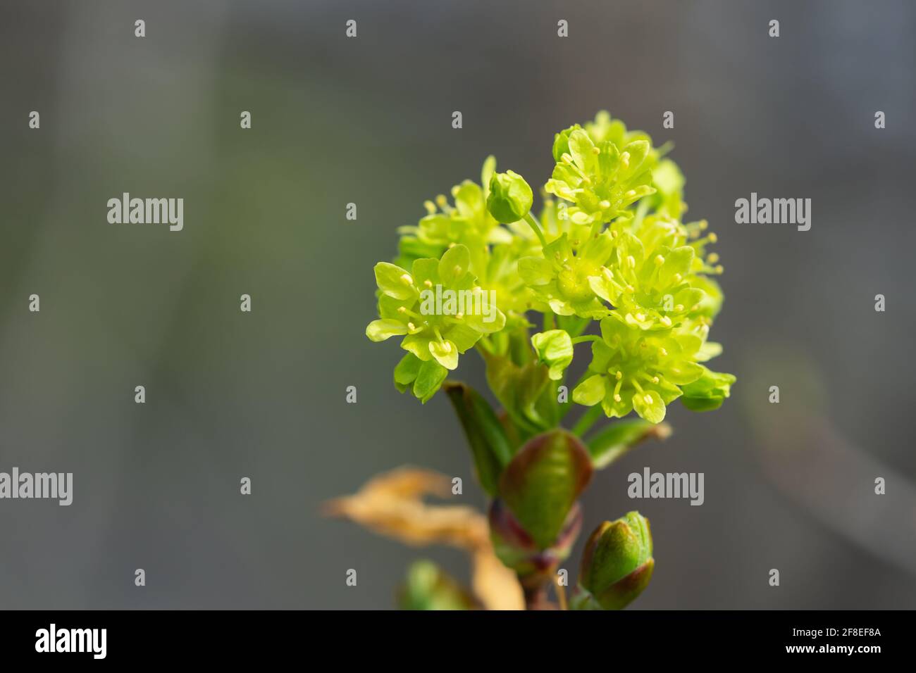 Norvège fleurs d'érable à Springtime Banque D'Images