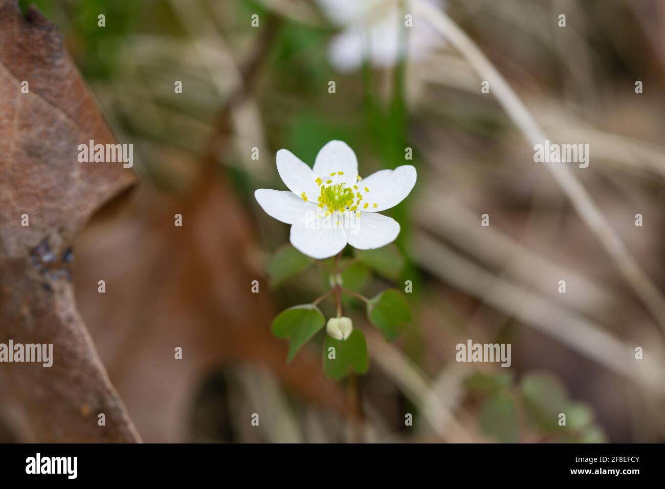 Rue Anemone fleurs à Springtime Banque D'Images