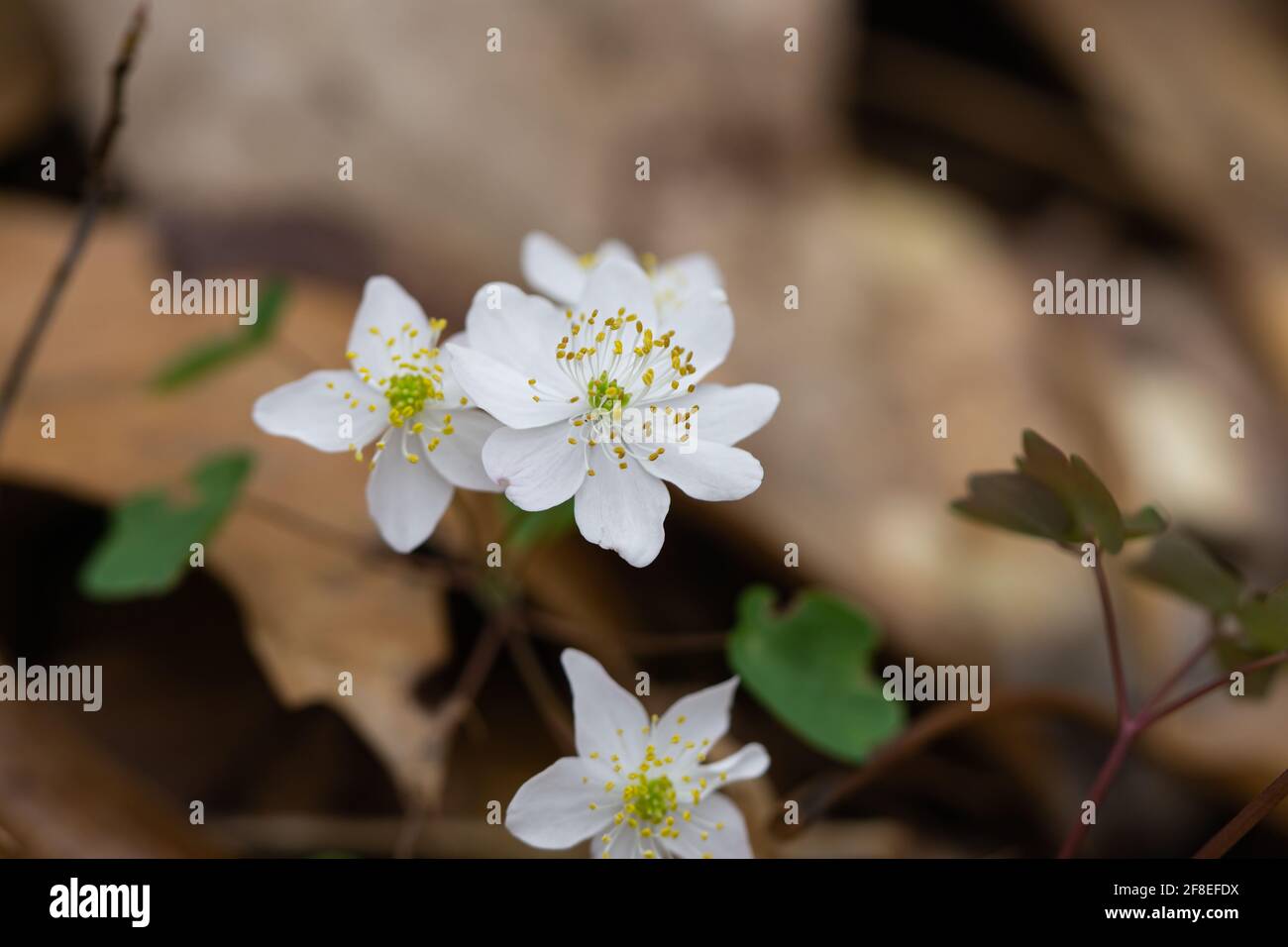 Rue Anemone fleurs à Springtime Banque D'Images