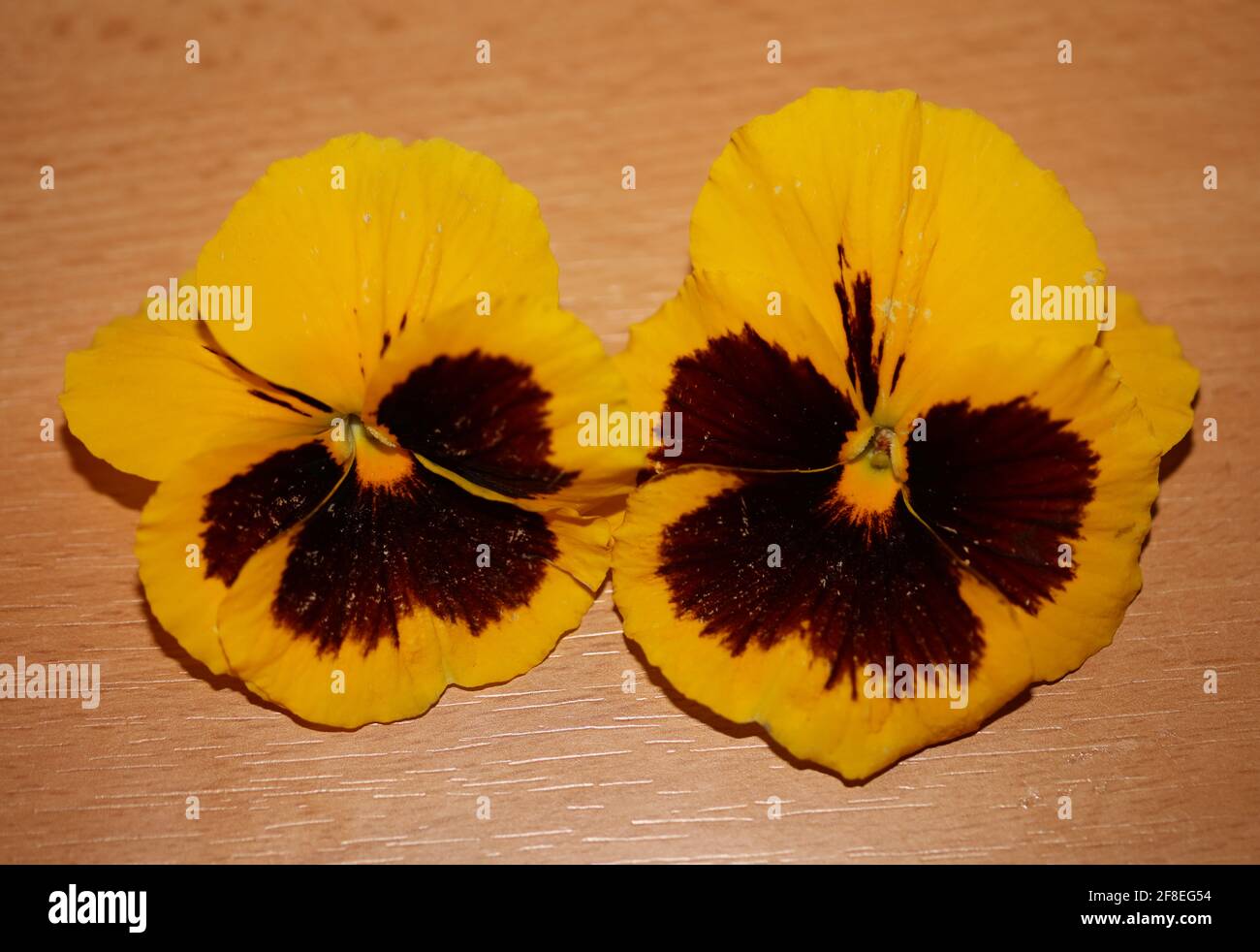 Famille des fleurs de ransy jaune violaceae gros plan trébuchant moderne tirages grand format de haute qualité Banque D'Images