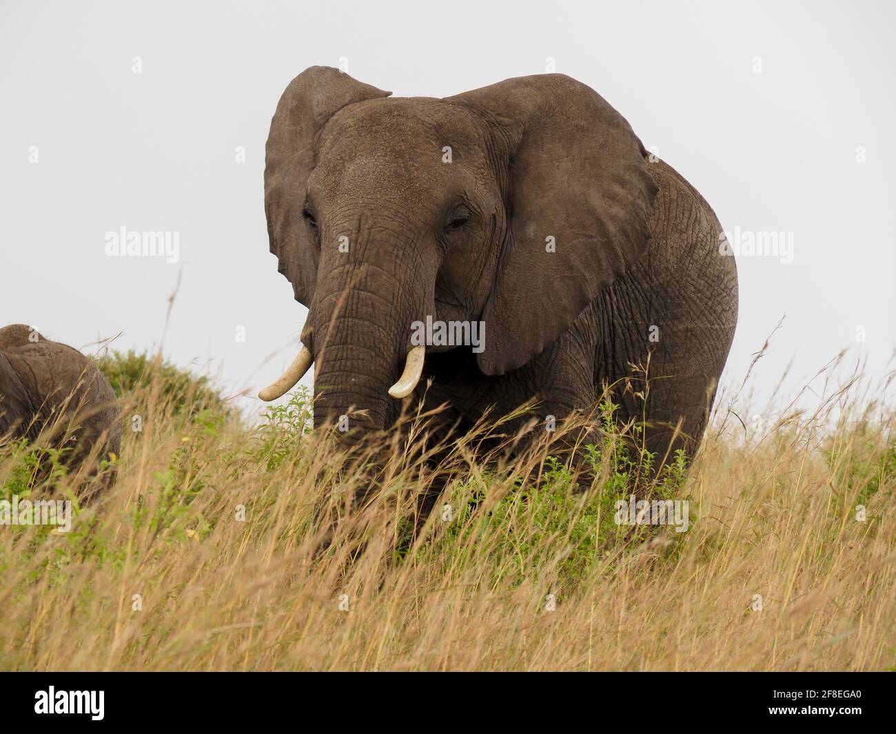 Masaai Mara, Kenya, Afrique - 26 février 2020 : éléphants d'Afrique en herbe sur Safari, réserve de jeux Masaai Mara Banque D'Images
