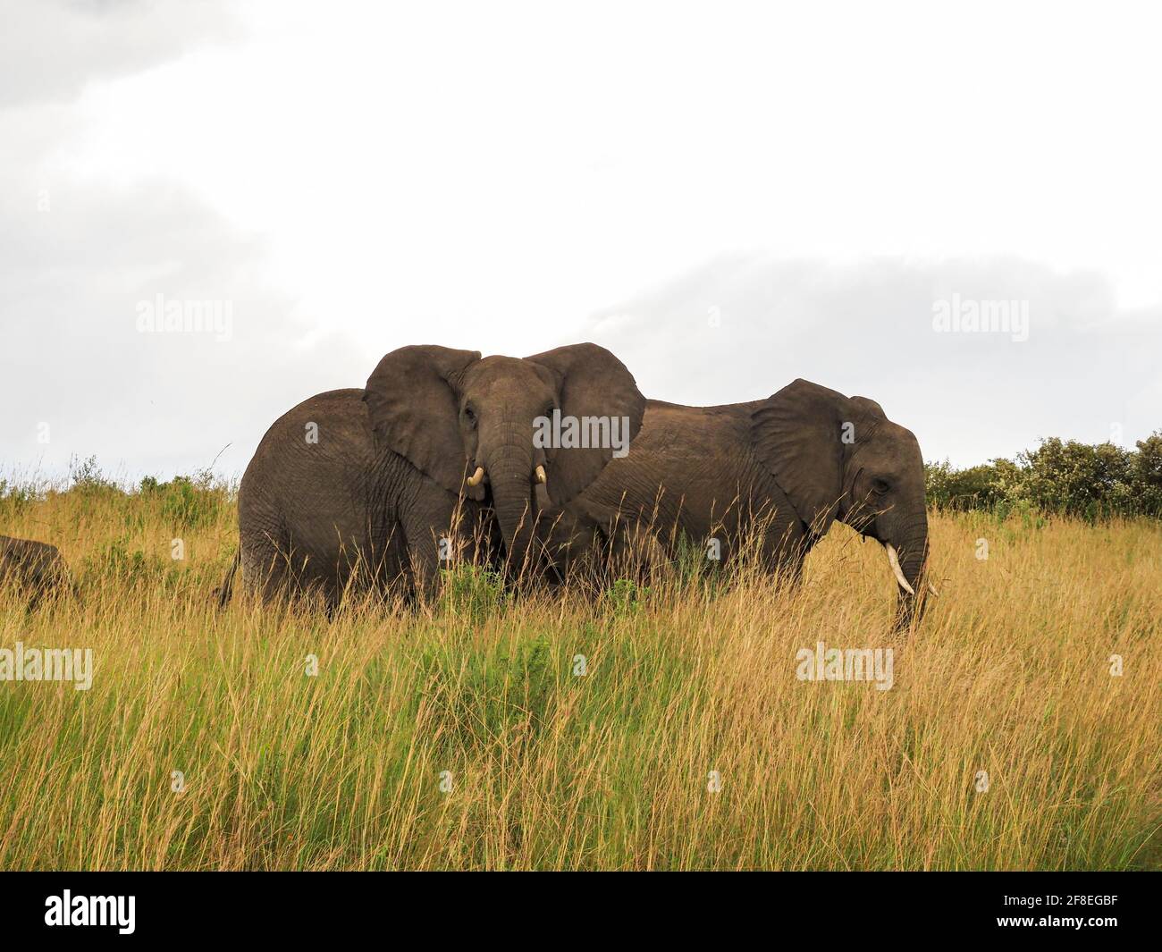 Masaai Mara, Kenya, Afrique - 26 février 2020 : éléphants d'Afrique en herbe sur Safari, réserve de jeux Masaai Mara Banque D'Images