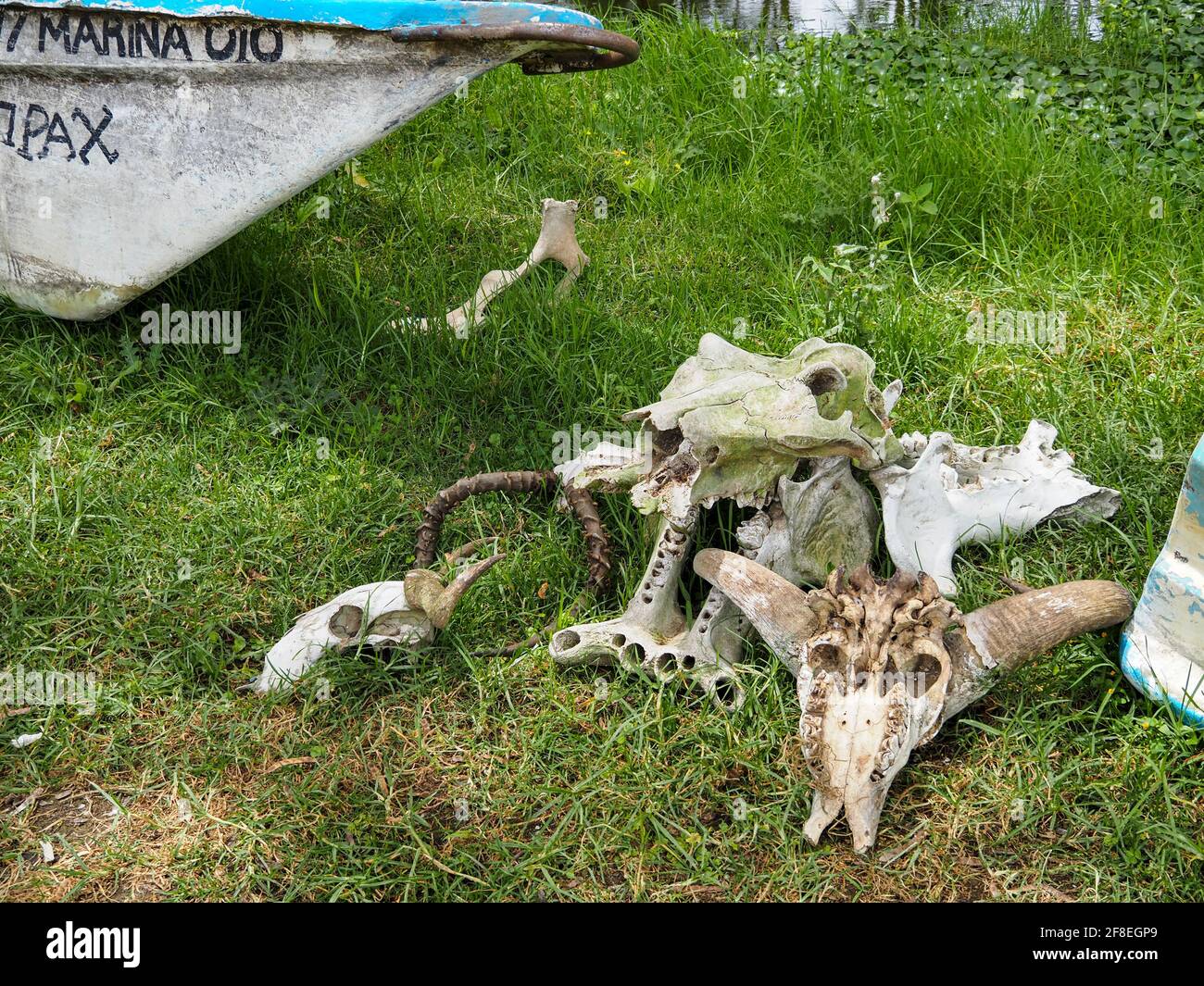 Lac Naivasha, Kenya, Afrique - 25 février 2020 : crânes d'animaux en tas près d'un bateau Banque D'Images