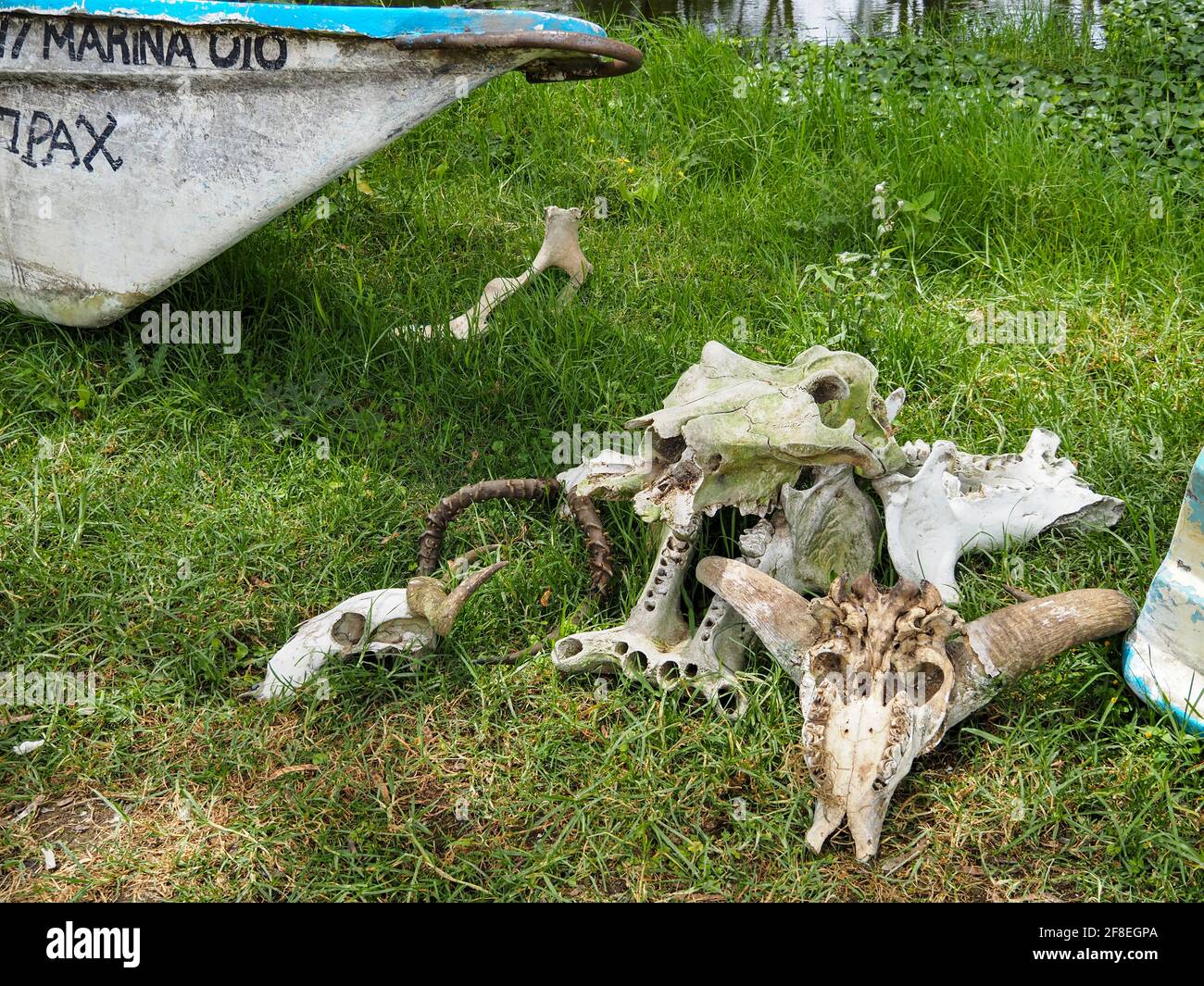 Lac Naivasha, Kenya, Afrique - 25 février 2020 : Banque D'Images