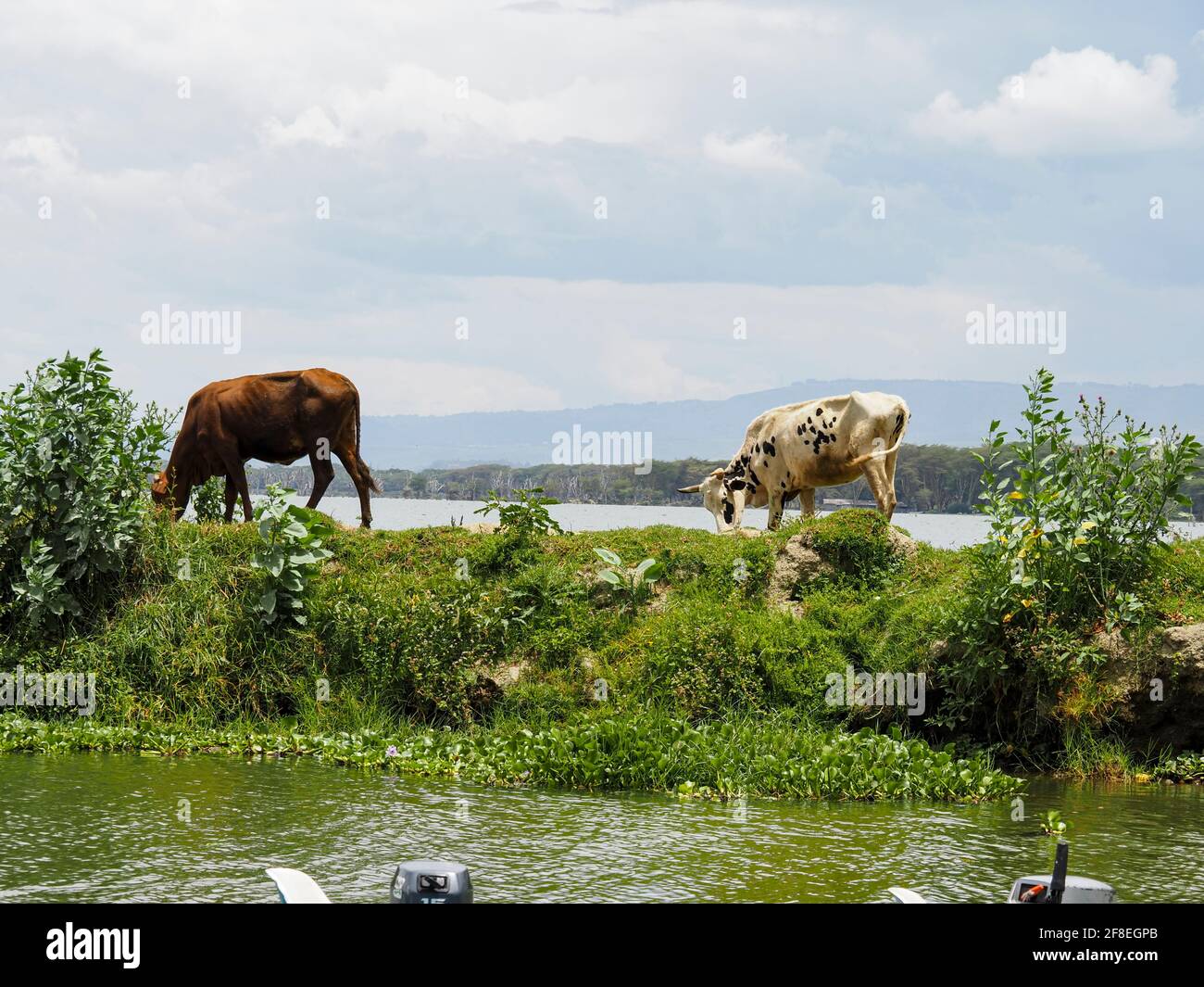 Lac Naivasha, Kenya, Afrique - 25 février 2020 : vaches le long de la rive du lac Naivasha Banque D'Images