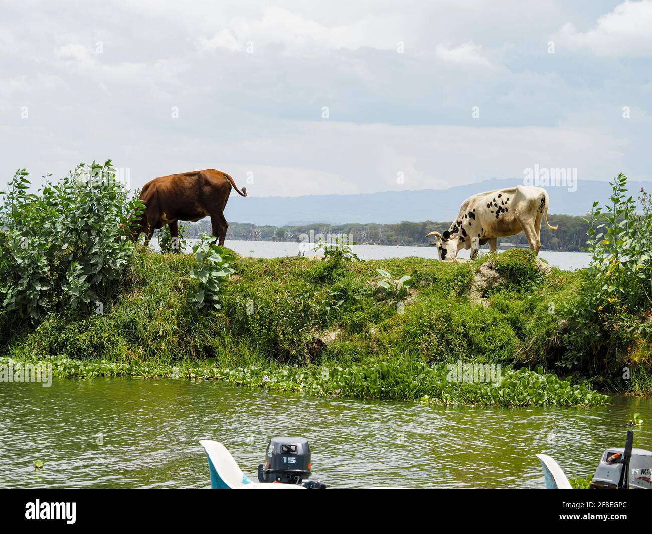 Lac Naivasha, Kenya, Afrique - 25 février 2020 : vaches le long de la rive du lac Naivasha Banque D'Images