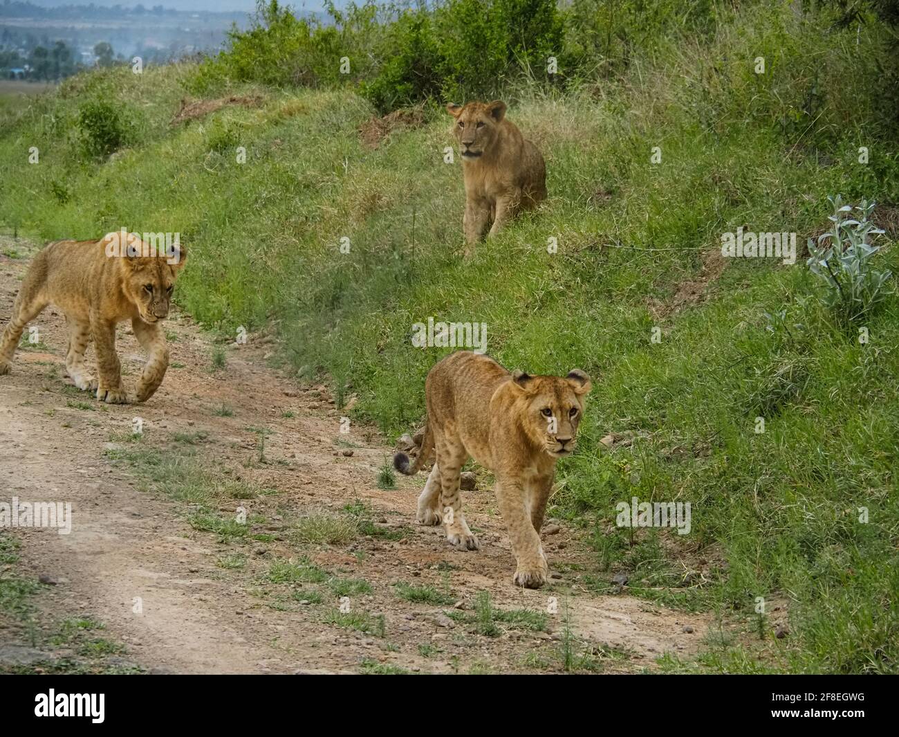 Fierté des Lions voyageant sur Dirt Road, lac Nakuru, Kenya, Afrique Banque D'Images