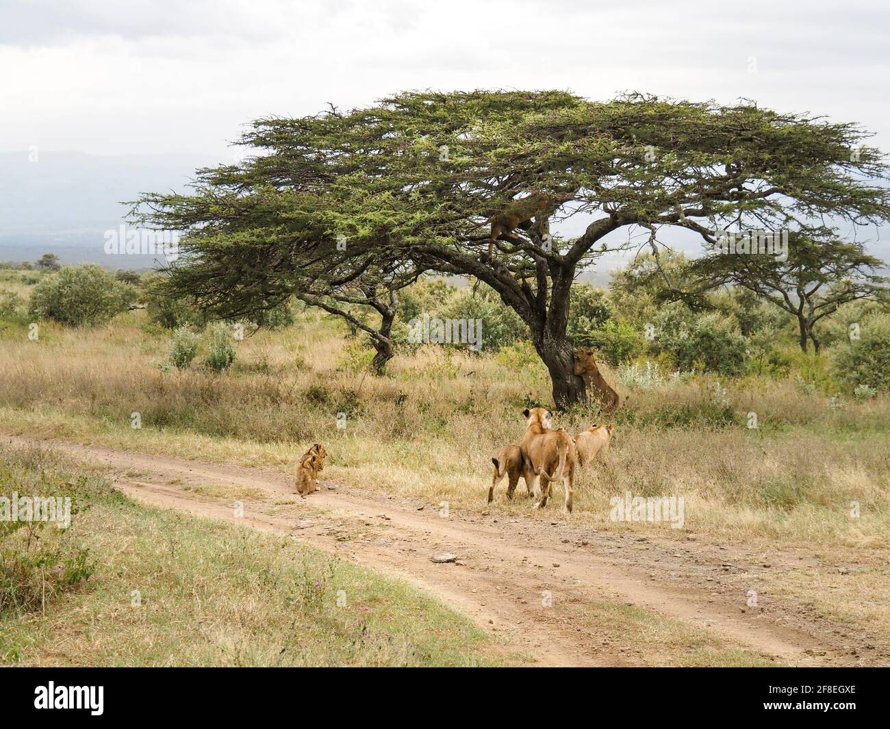 Fierté des lions grimpant l'acacia, parc national du lac Nakuru, Kenya, Afrique Banque D'Images