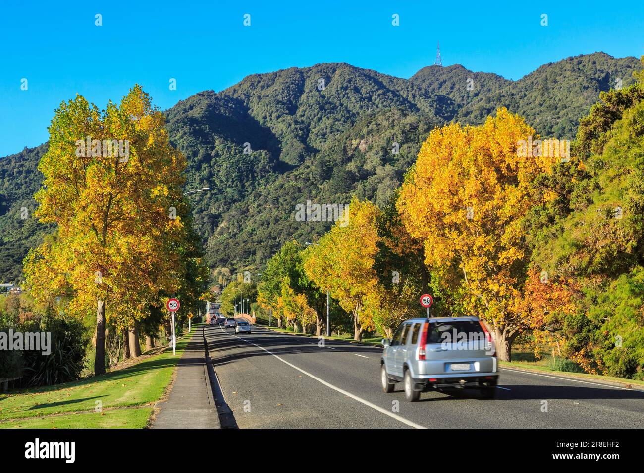 Une route rurale bordée d'arbres d'automne menant à la petite ville de te Aroha, en Nouvelle-Zélande Banque D'Images